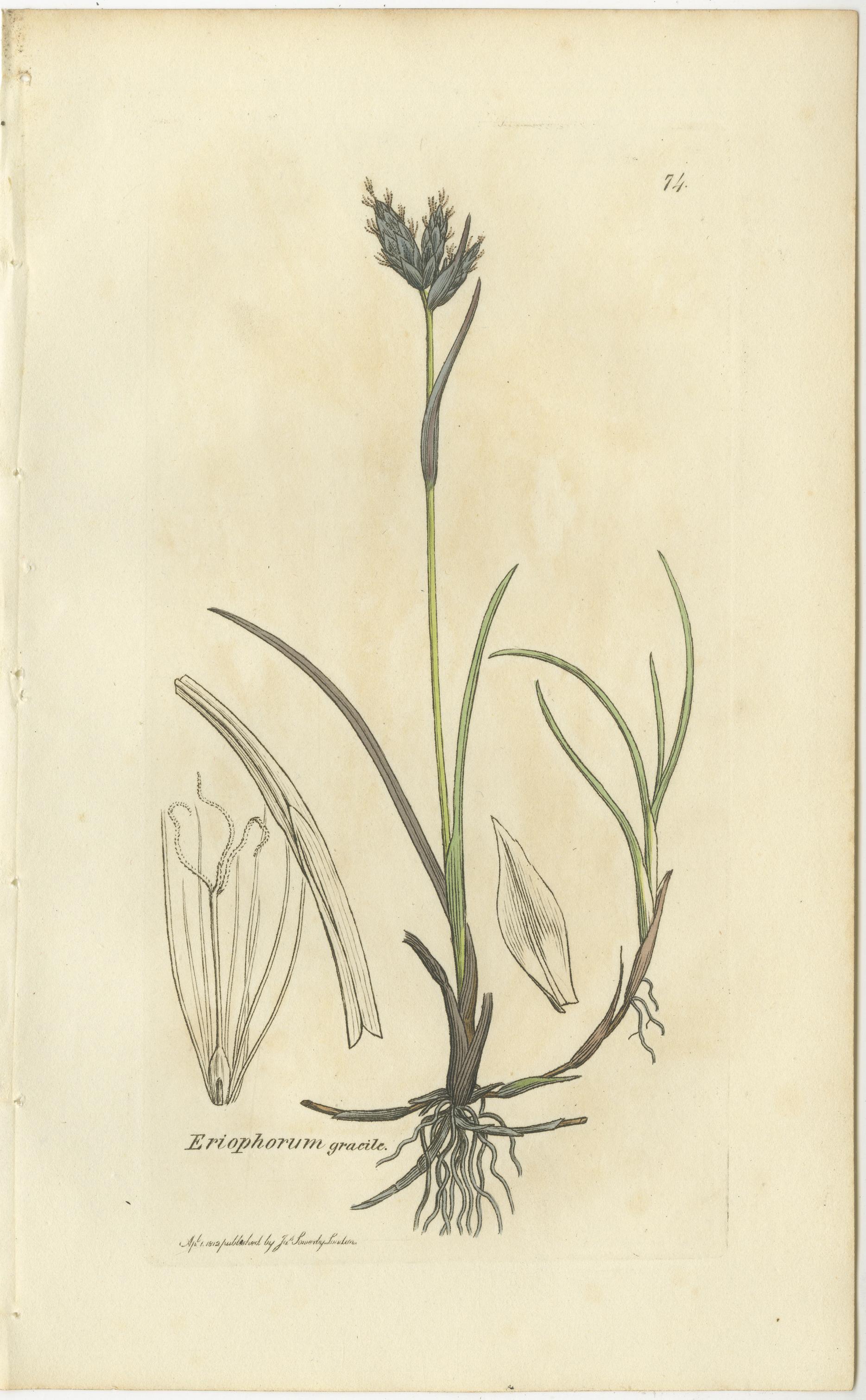 Britannique Ensemble de 8 gravures botaniques anciennes de linaigrettes et d'herbes côtières, C.I.C. en vente