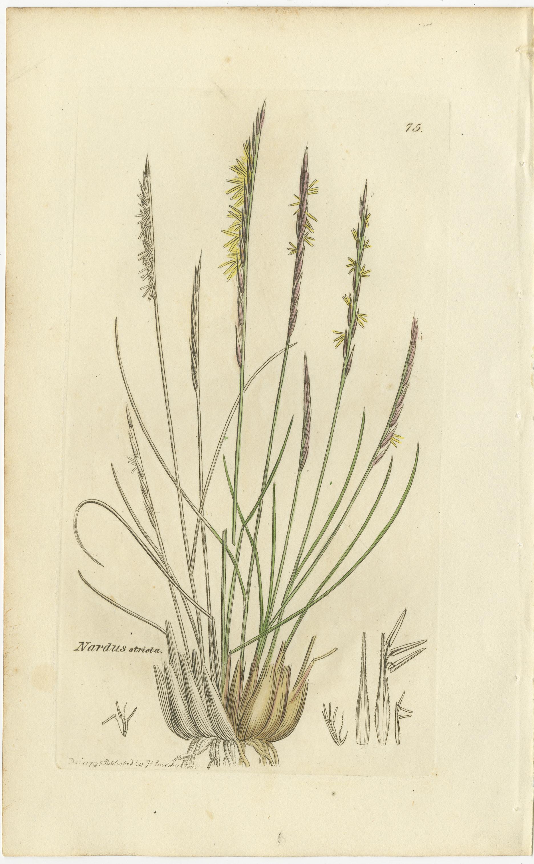 Gravé Ensemble de 8 gravures botaniques anciennes de linaigrettes et d'herbes côtières, C.I.C. en vente