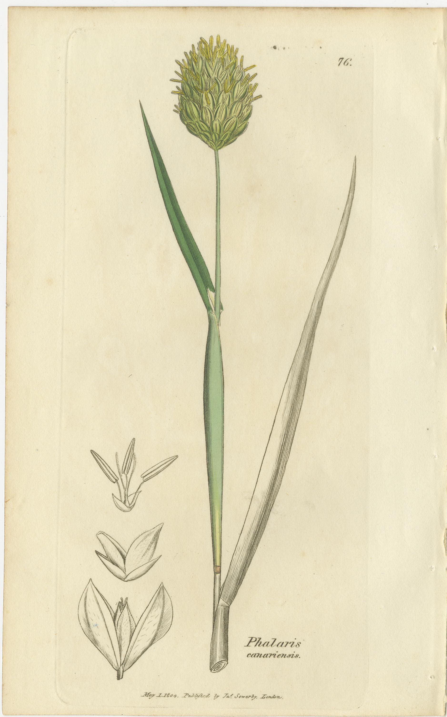 Ensemble de 8 gravures botaniques anciennes de linaigrettes et d'herbes côtières, C.I.C. Bon état - En vente à Langweer, NL