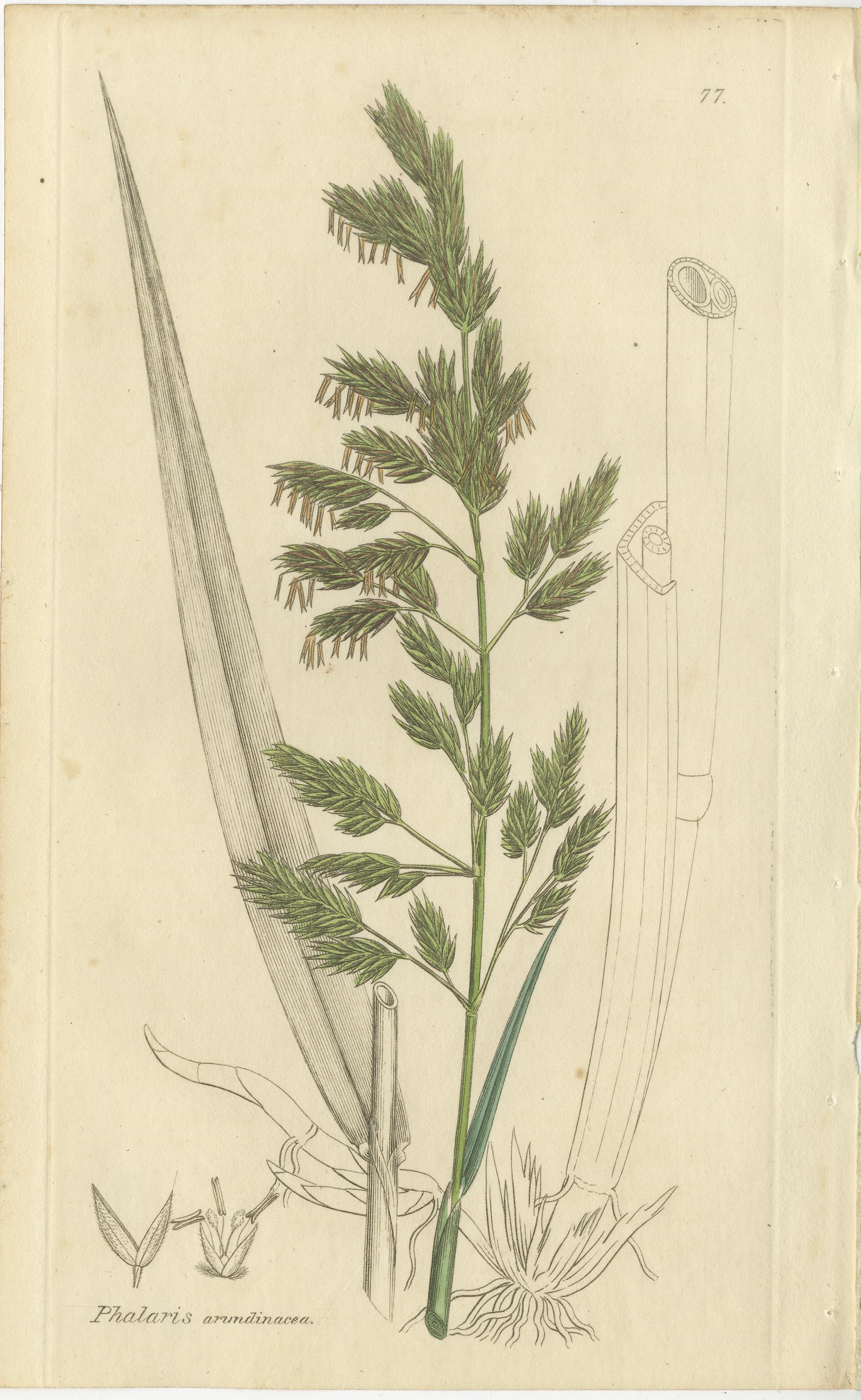 Milieu du XIXe siècle Ensemble de 8 gravures botaniques anciennes de linaigrettes et d'herbes côtières, C.I.C. en vente