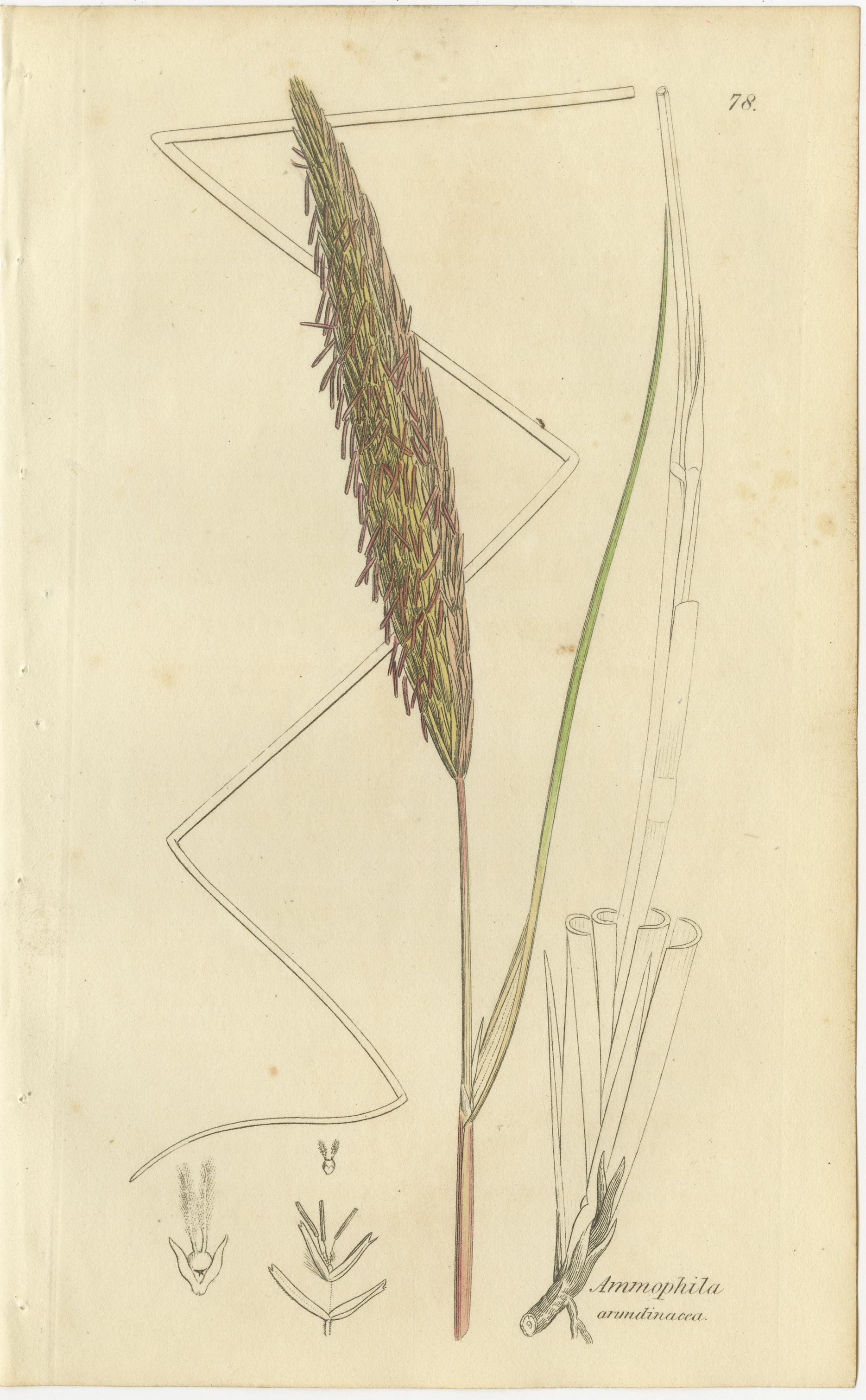 Papier Ensemble de 8 gravures botaniques anciennes de linaigrettes et d'herbes côtières, C.I.C. en vente