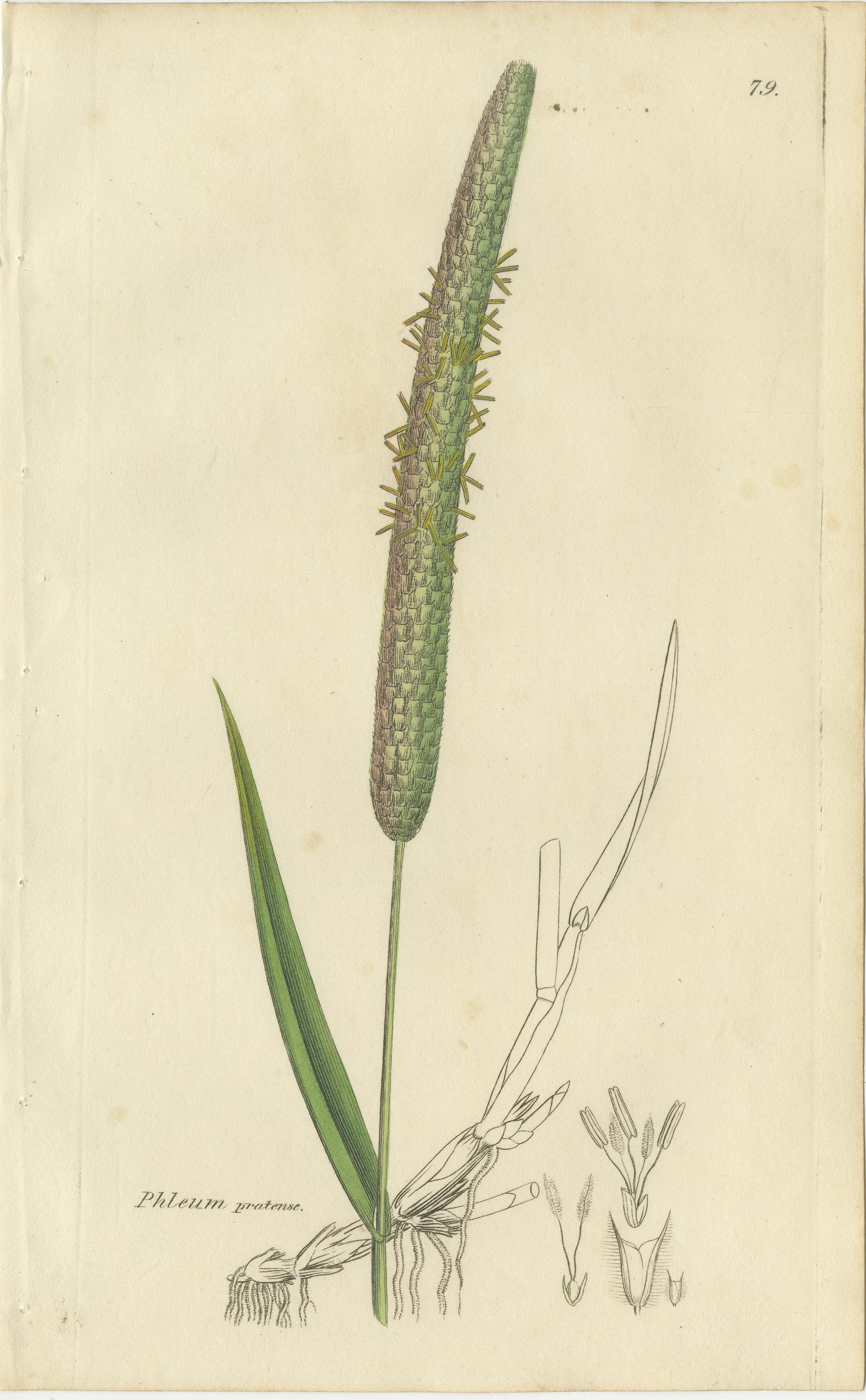 Ensemble de 8 gravures botaniques anciennes de linaigrettes et d'herbes côtières, C.I.C. en vente 1