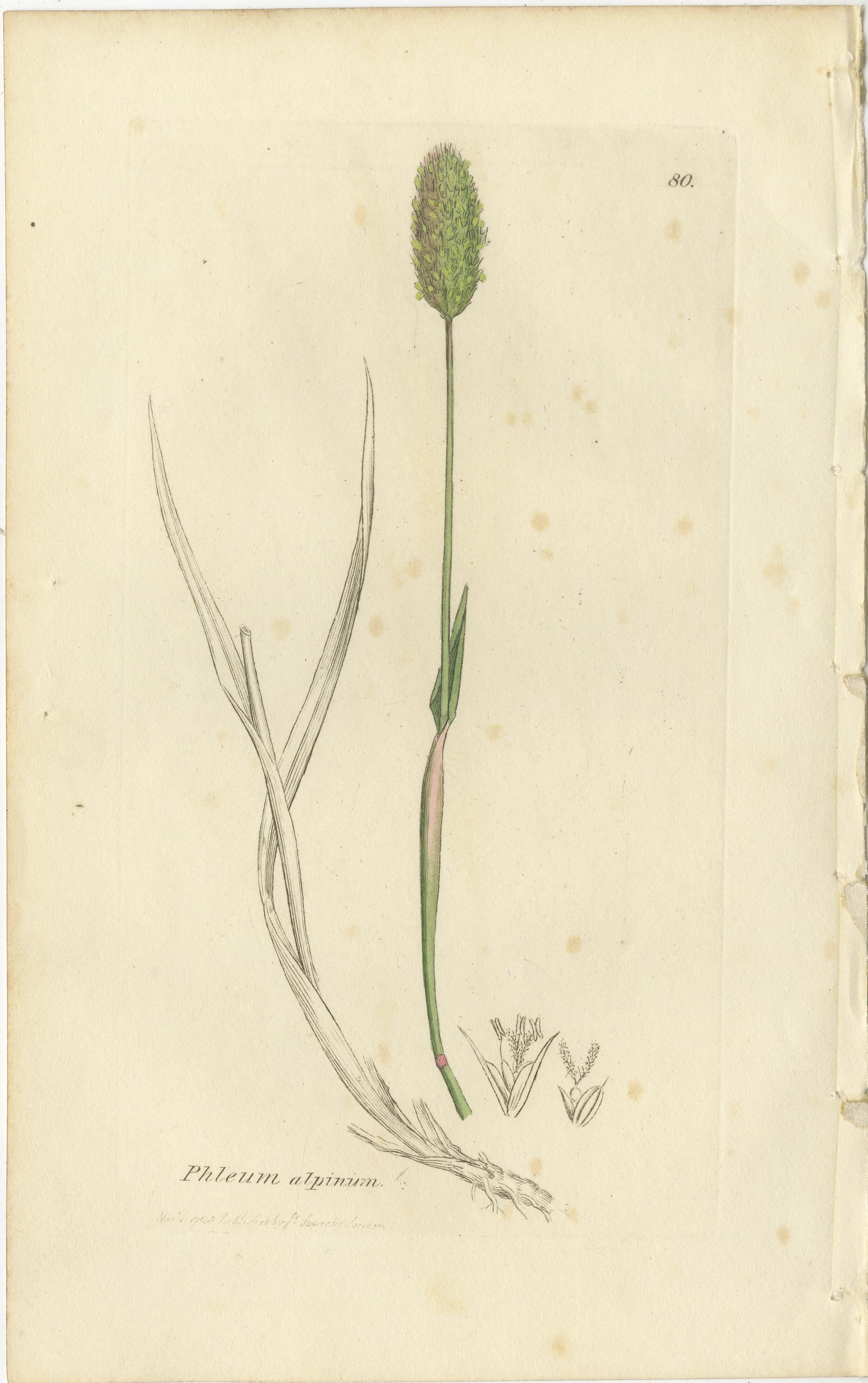 Ensemble de 8 gravures botaniques anciennes de linaigrettes et d'herbes côtières, C.I.C. en vente 2