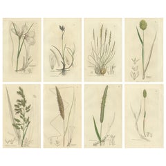 Set of 8 Antique Botanical Engravings of Cottongrass and Coastal Grasses, c.1830