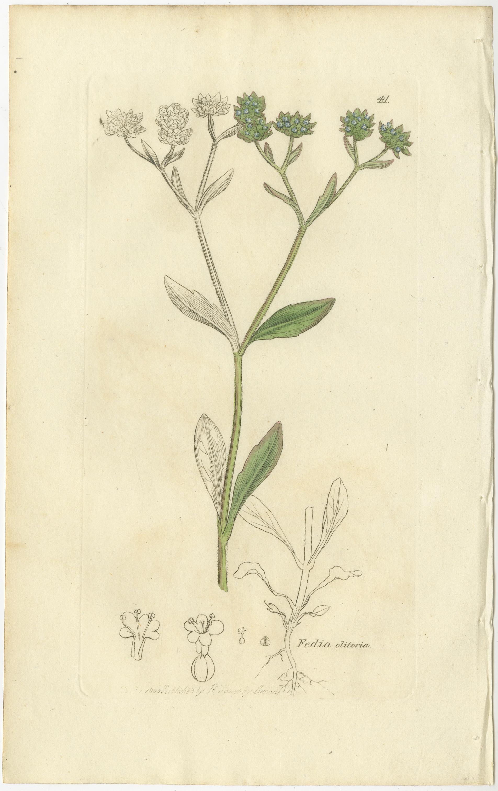 Ensemble de 8 gravures botaniques anciennes de crocus, d'iris et d'espèces de Fedia, c.1830.

Cet élégant ensemble de huit gravures botaniques anciennes présente une sélection raffinée de plantes à fleurs du début du XIXe siècle, illustrées avec la