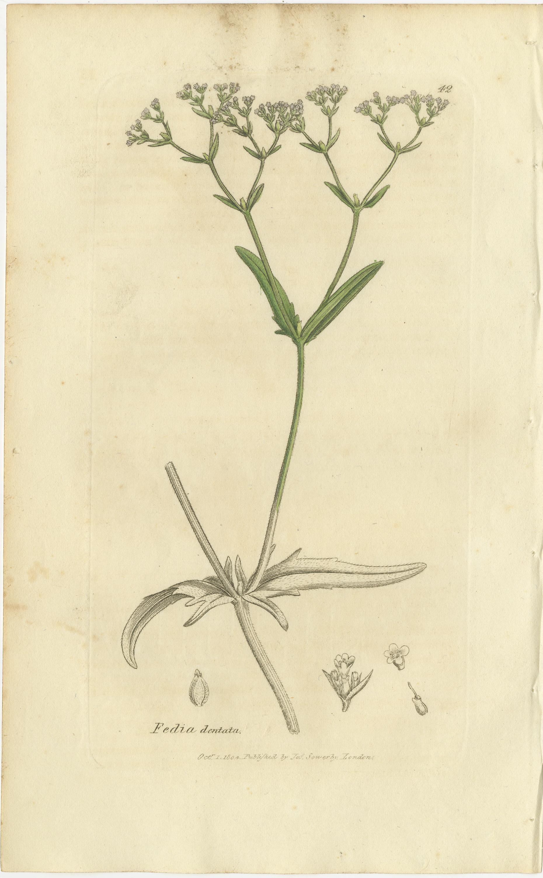 Britannique Ensemble de 8 gravures botaniques anciennes de crocus, d'iris et d'espèces de Fedia, c.1830. en vente