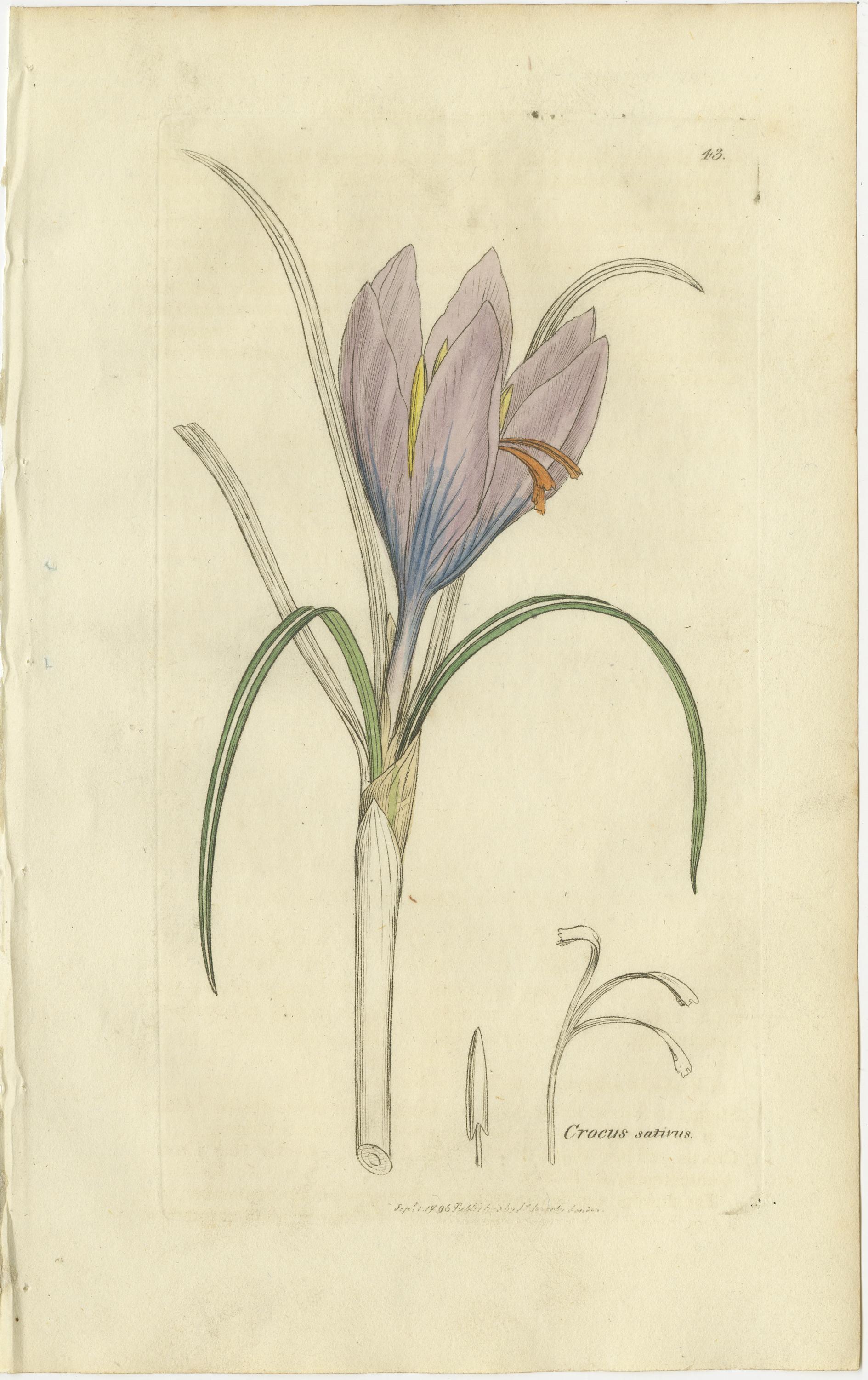 Gravé Ensemble de 8 gravures botaniques anciennes de crocus, d'iris et d'espèces de Fedia, c.1830. en vente