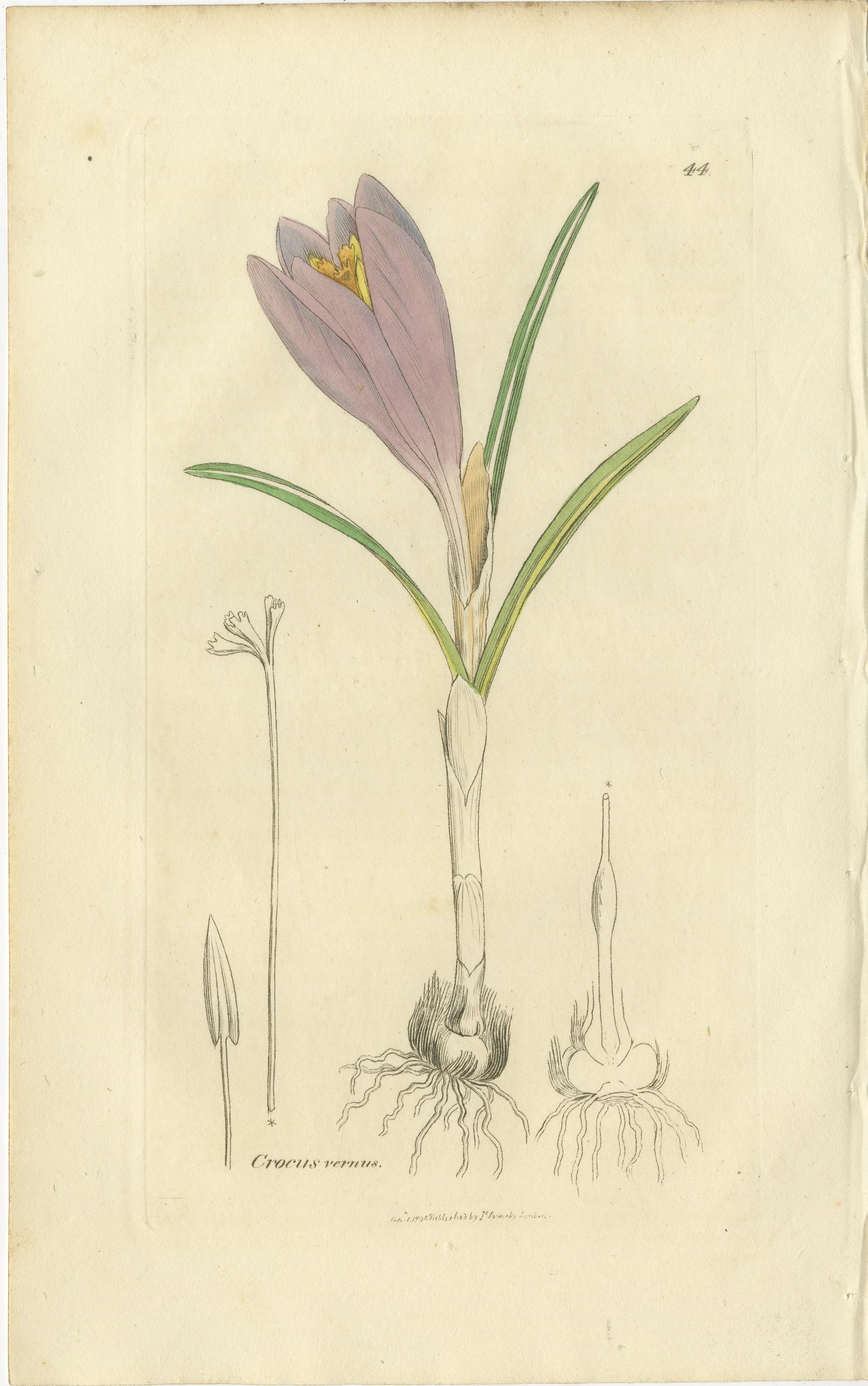 Ensemble de 8 gravures botaniques anciennes de crocus, d'iris et d'espèces de Fedia, c.1830. Bon état - En vente à Langweer, NL