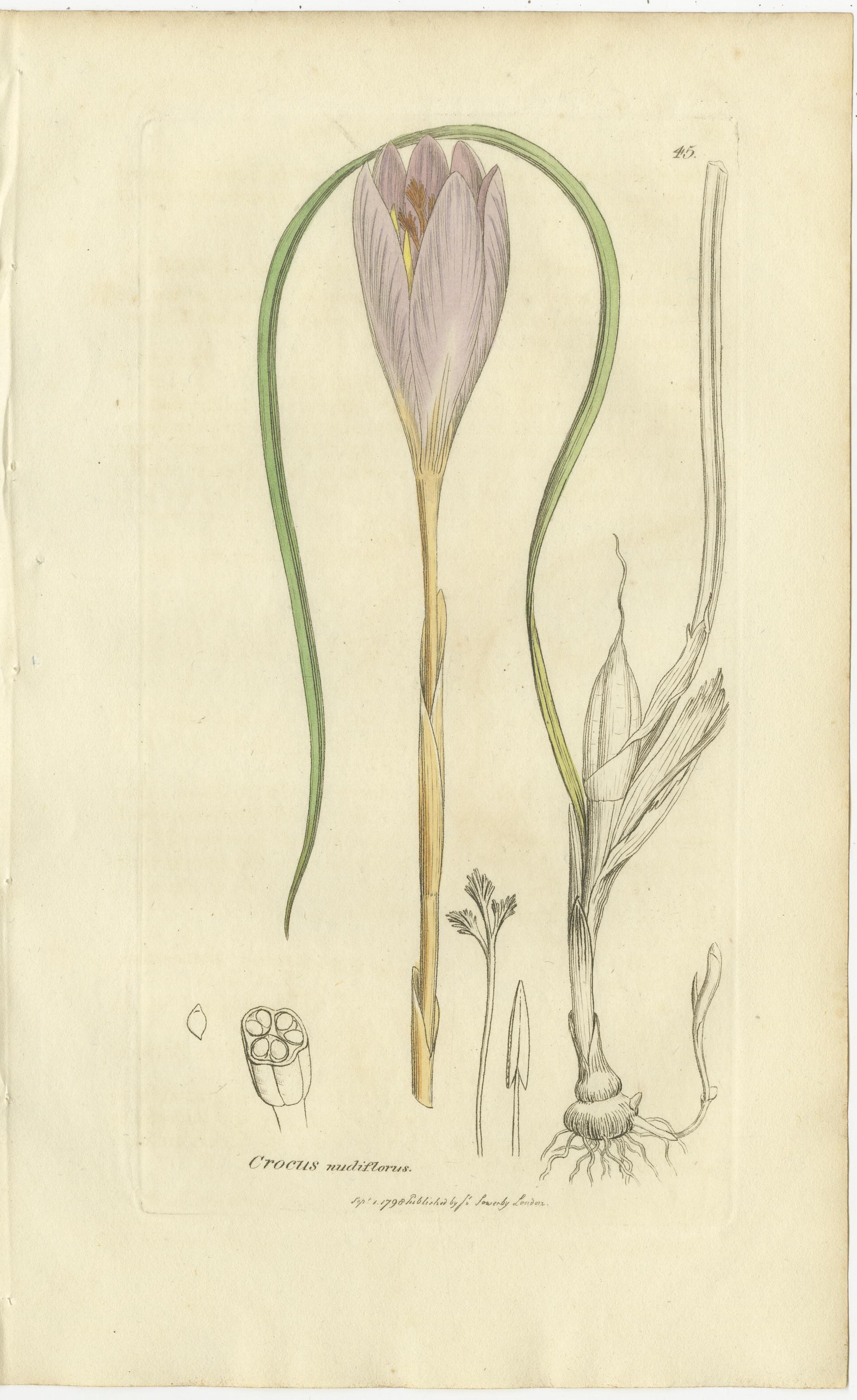 Milieu du XIXe siècle Ensemble de 8 gravures botaniques anciennes de crocus, d'iris et d'espèces de Fedia, c.1830. en vente