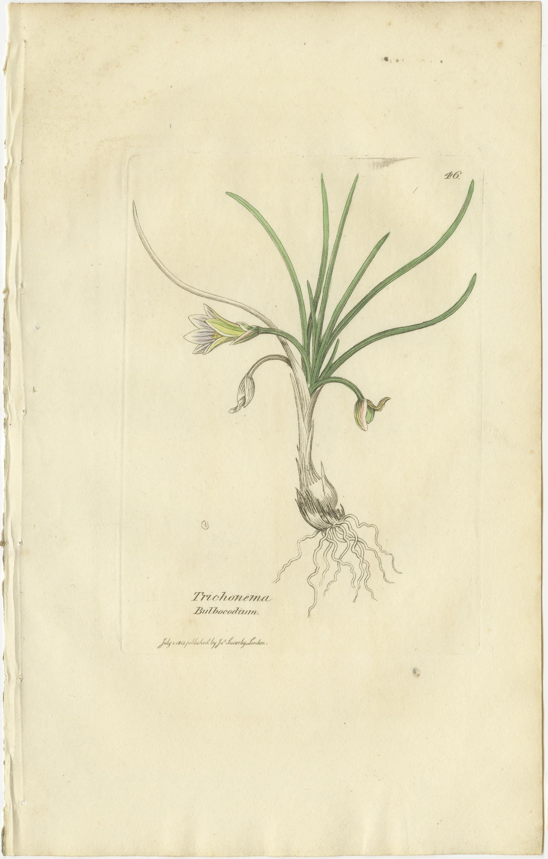 Papier Ensemble de 8 gravures botaniques anciennes de crocus, d'iris et d'espèces de Fedia, c.1830. en vente