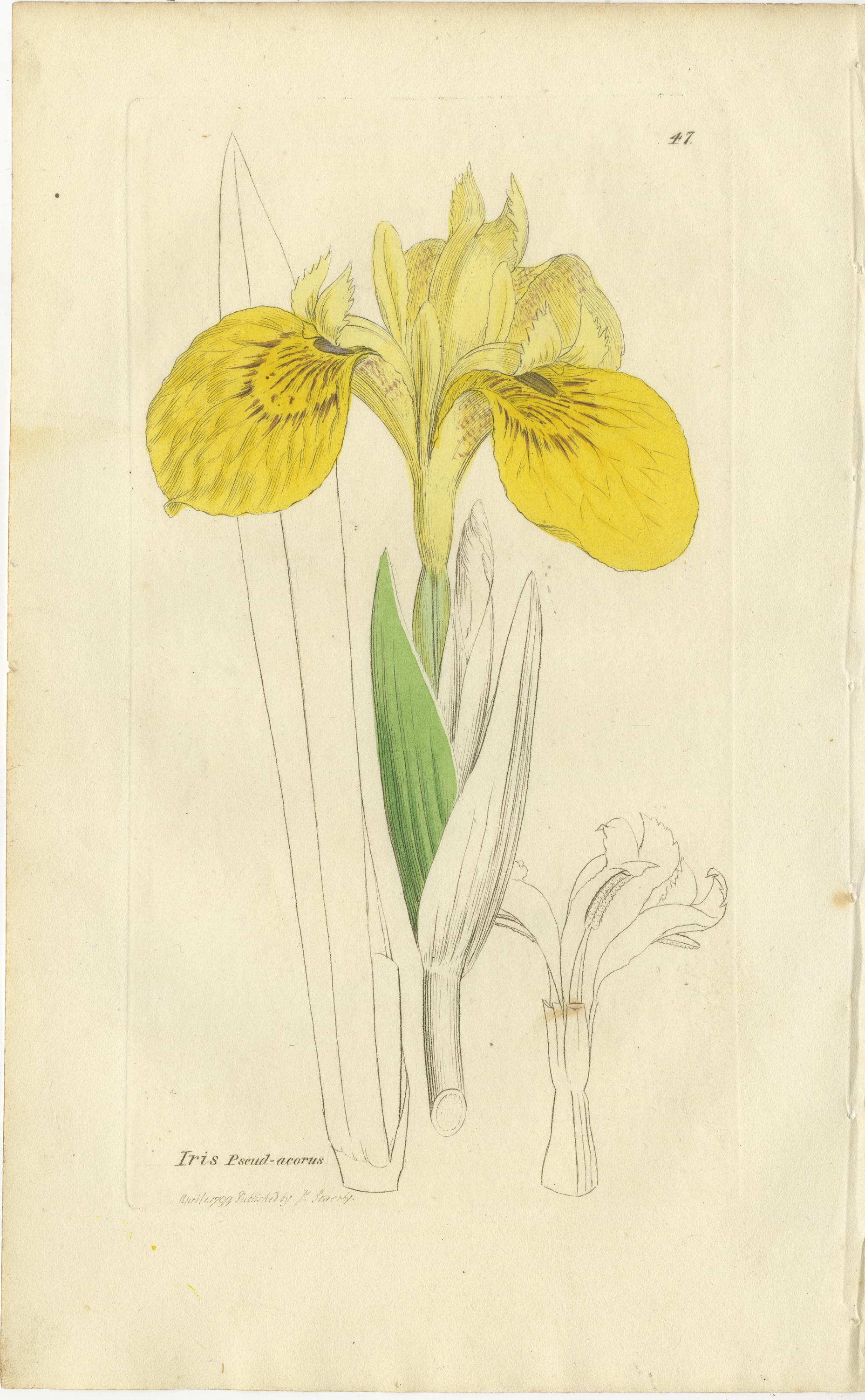 Ensemble de 8 gravures botaniques anciennes de crocus, d'iris et d'espèces de Fedia, c.1830. en vente 1