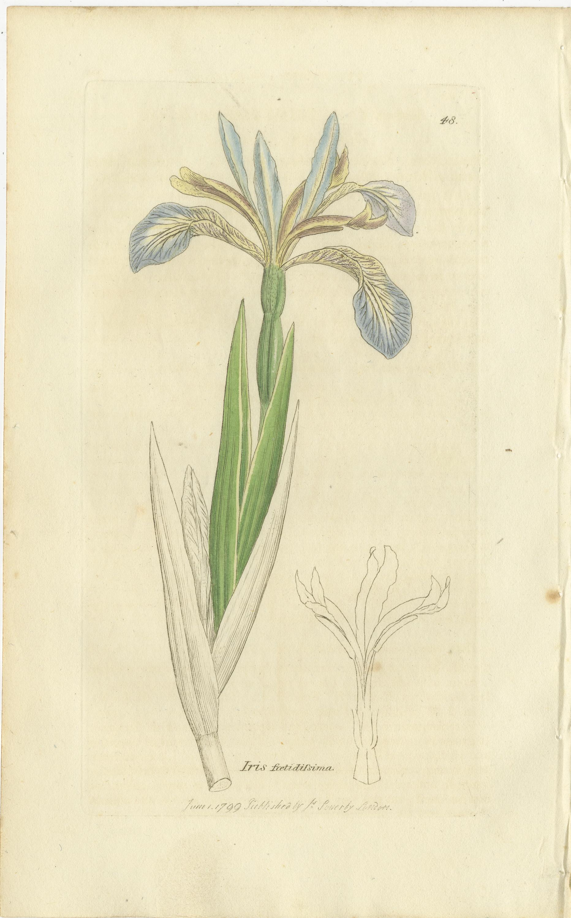 Ensemble de 8 gravures botaniques anciennes de crocus, d'iris et d'espèces de Fedia, c.1830. en vente 2