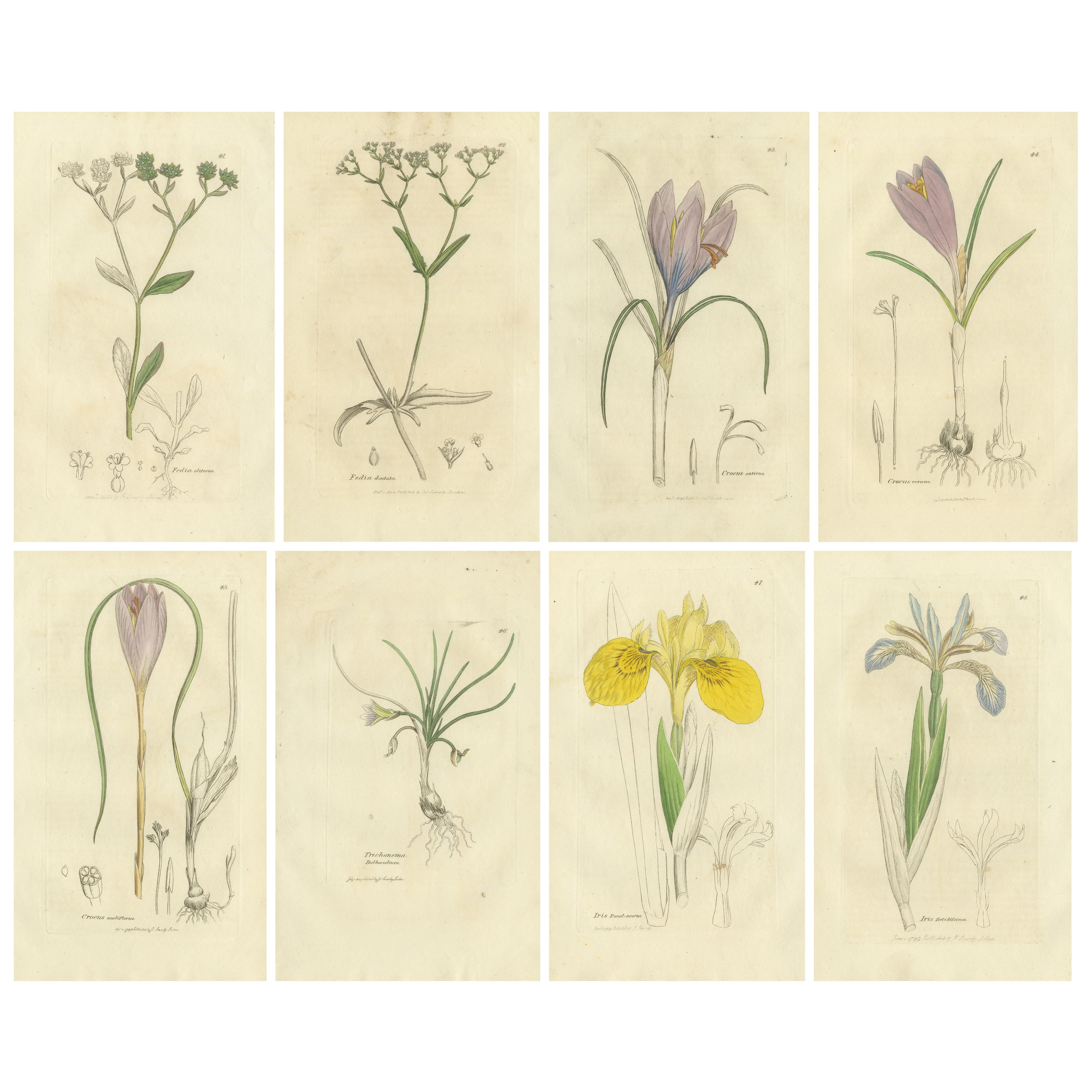 Ensemble de 8 gravures botaniques anciennes de crocus, d
iris et d
espèces de Fedia, c.1830. en vente