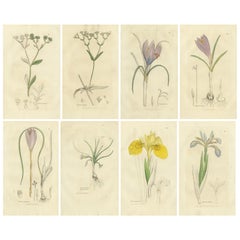 Set of 8 Antique Botanical Engravings of Crocus, Iris and Fedia Species, c.1830