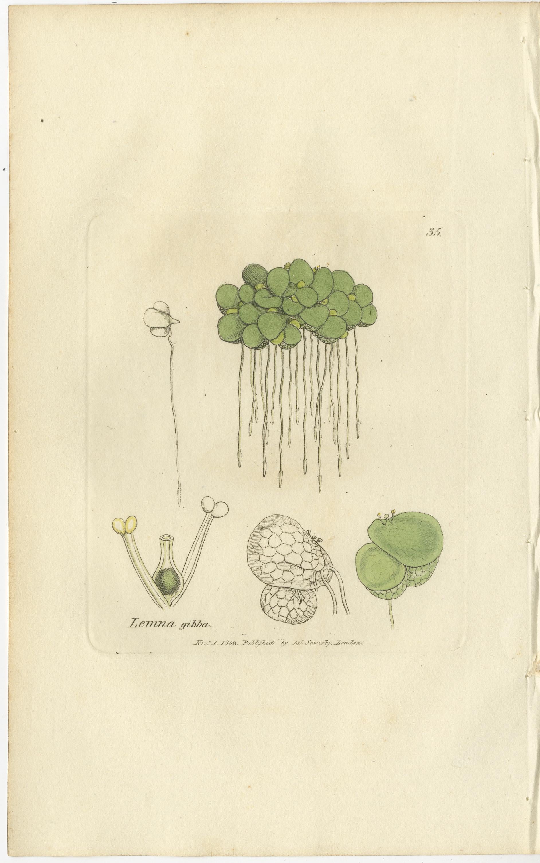 Gravé Ensemble de 8 gravures botaniques anciennes d'espèces de lentilles d'eau et de valériane, c.1830 en vente