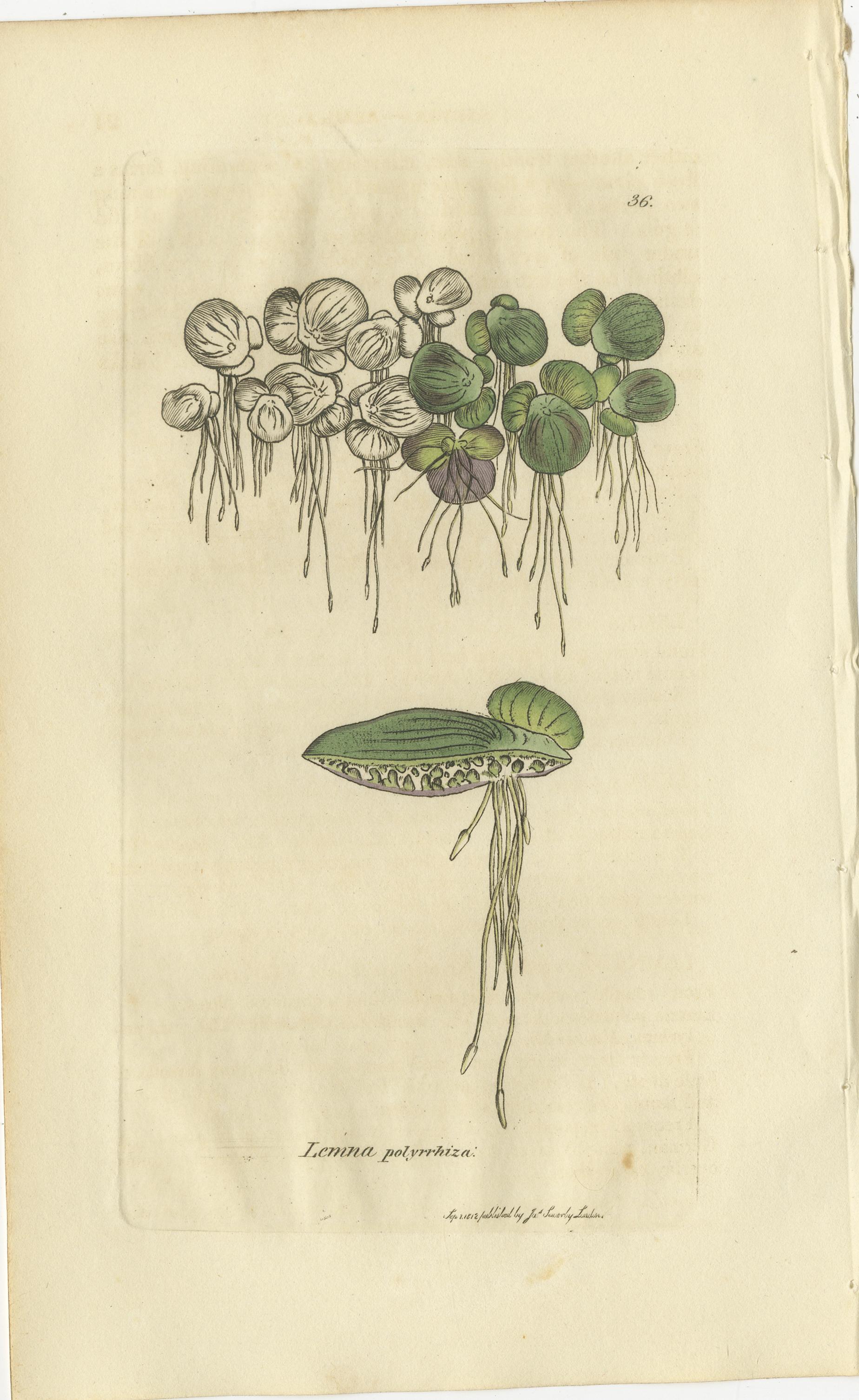 Ensemble de 8 gravures botaniques anciennes d'espèces de lentilles d'eau et de valériane, c.1830 Bon état - En vente à Langweer, NL