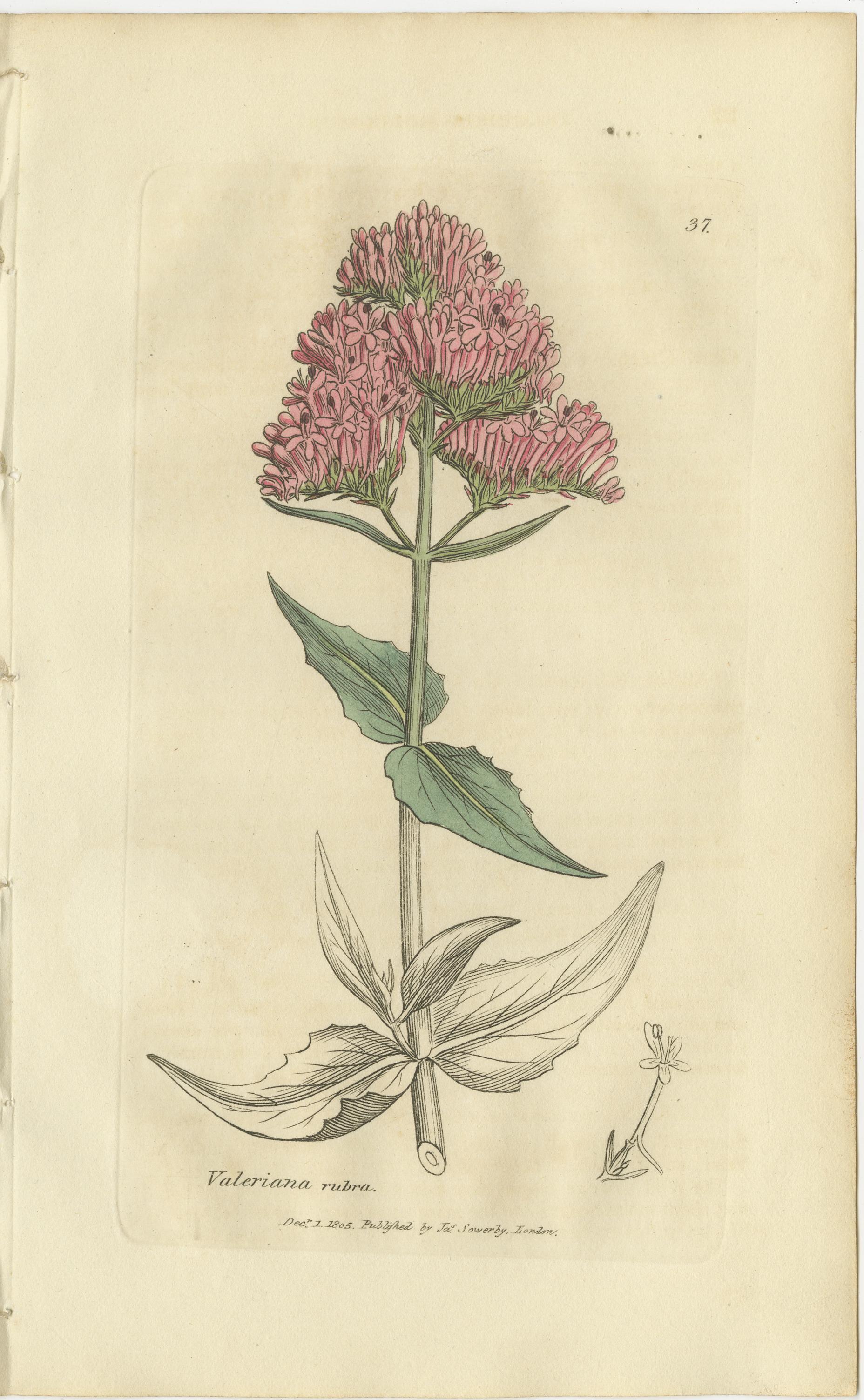 Milieu du XIXe siècle Ensemble de 8 gravures botaniques anciennes d'espèces de lentilles d'eau et de valériane, c.1830 en vente