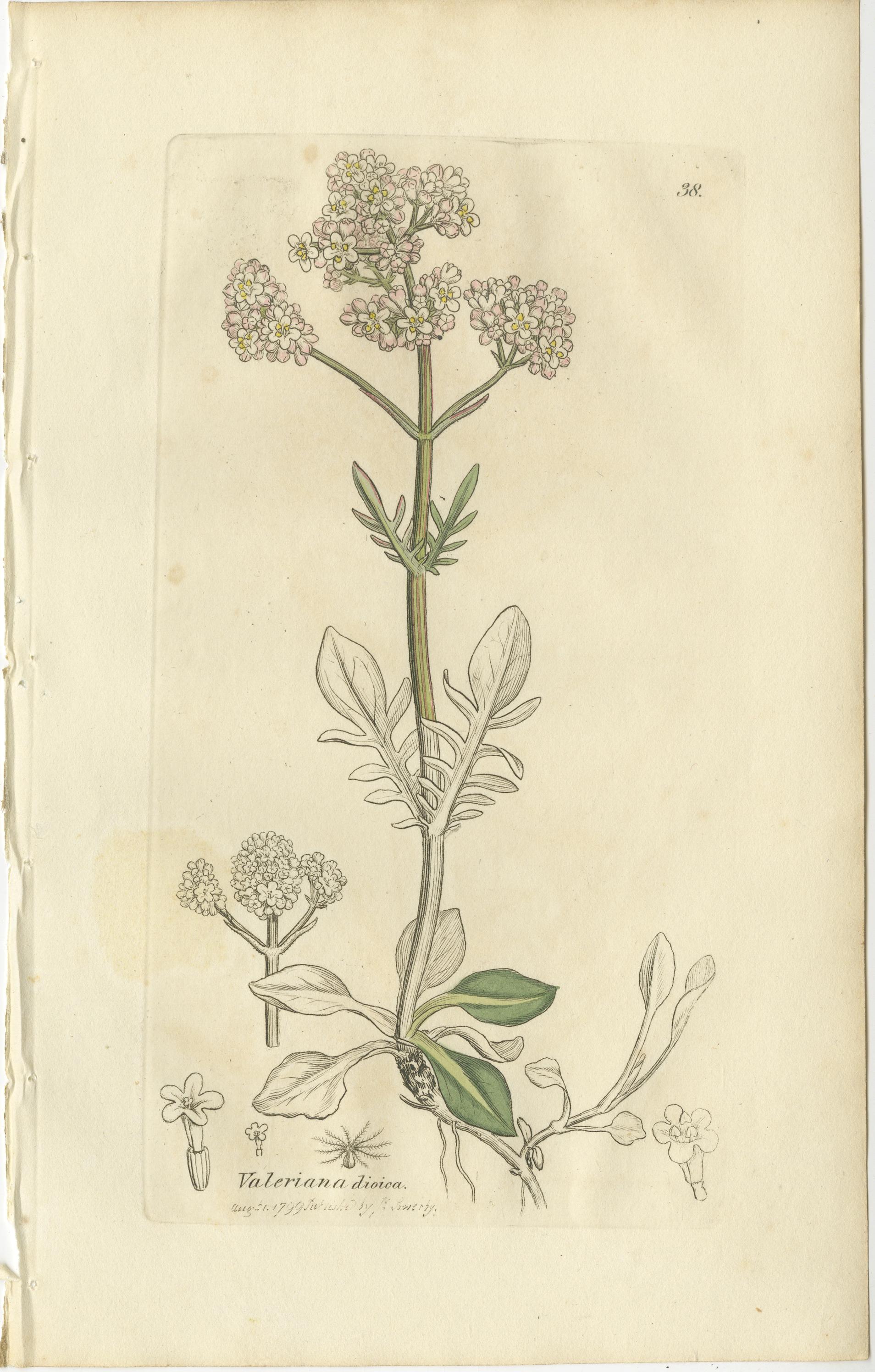 Papier Ensemble de 8 gravures botaniques anciennes d'espèces de lentilles d'eau et de valériane, c.1830 en vente