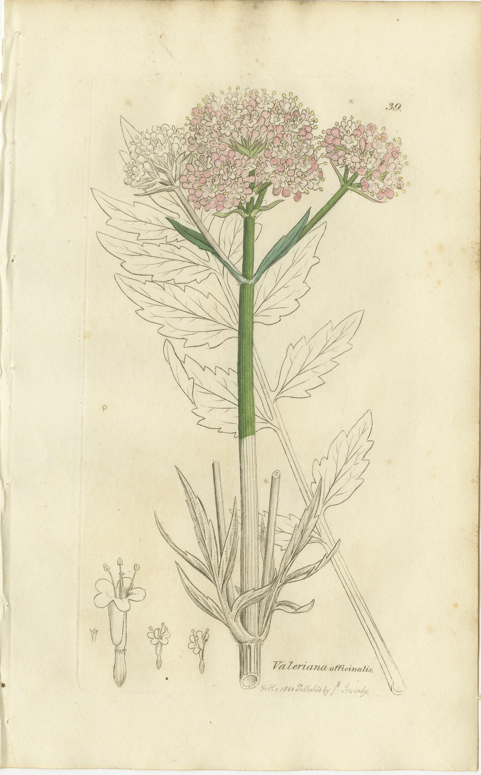 Ensemble de 8 gravures botaniques anciennes d'espèces de lentilles d'eau et de valériane, c.1830 en vente 1