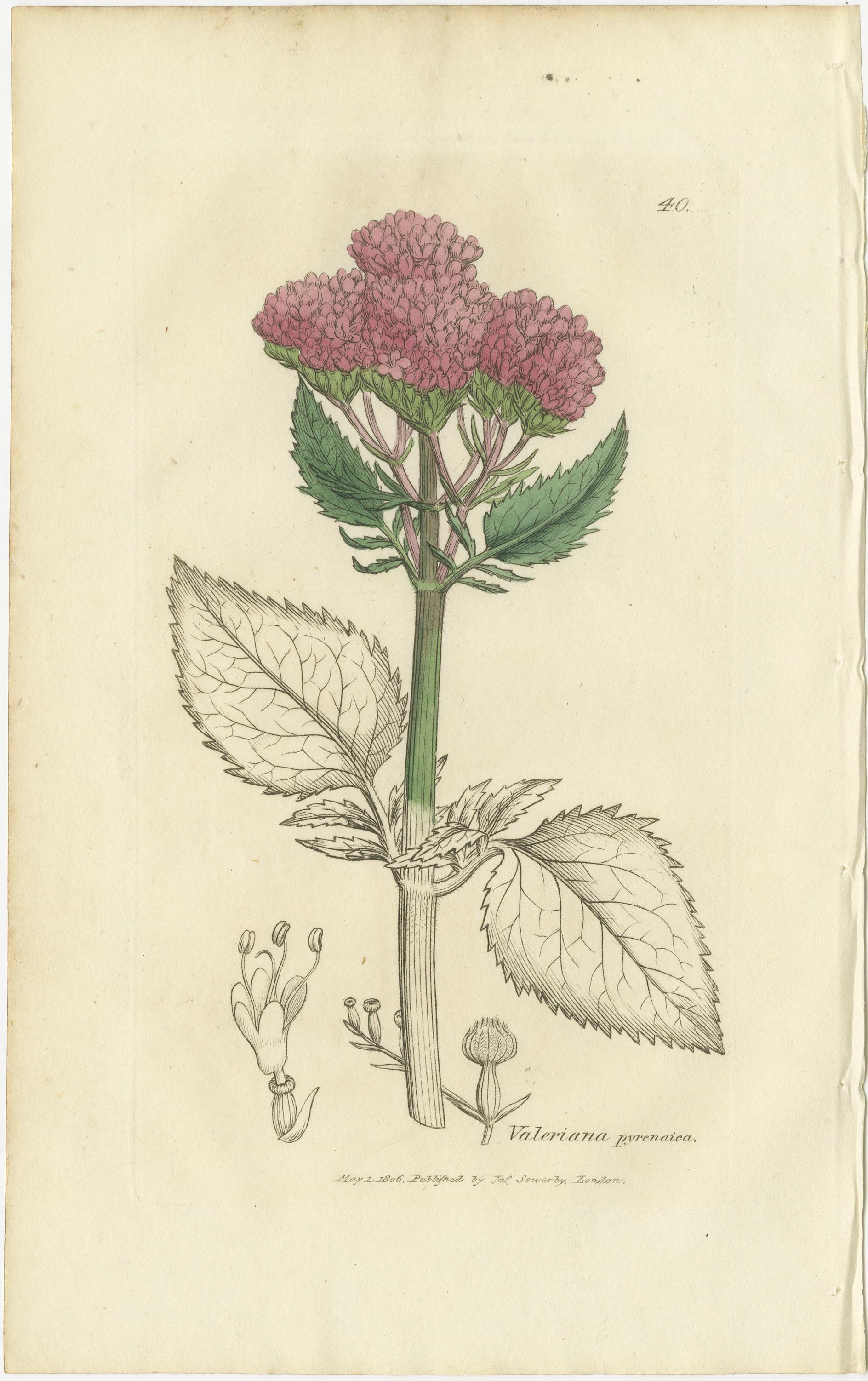 Ensemble de 8 gravures botaniques anciennes d'espèces de lentilles d'eau et de valériane, c.1830 en vente 2