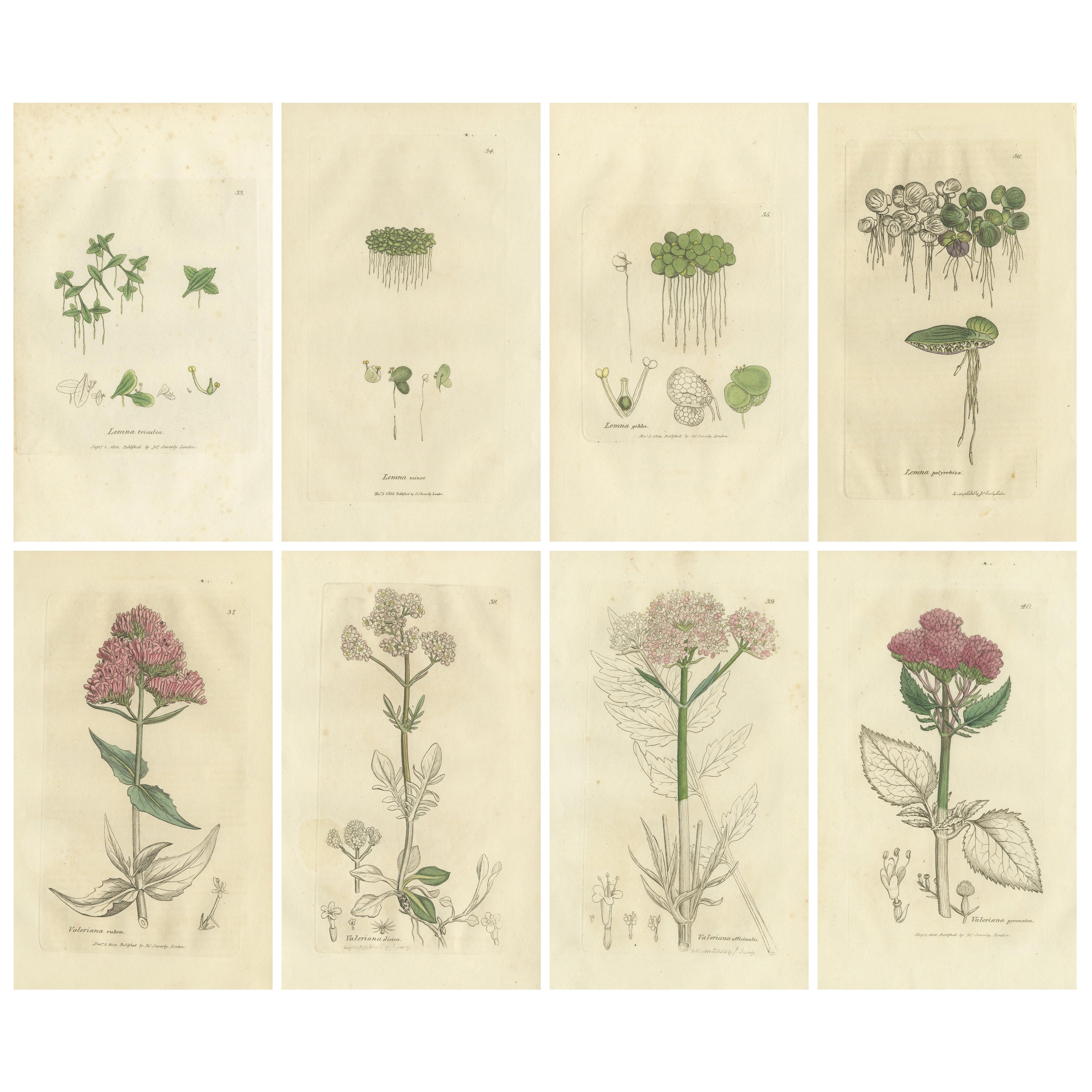 Ensemble de 8 gravures botaniques anciennes d
espèces de lentilles d
eau et de valériane, c.1830