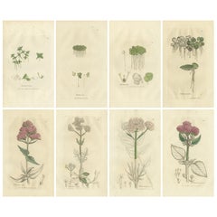 Set of 8 Antique Botanical Engravings of Duckweed and Valerian Species, c.1830