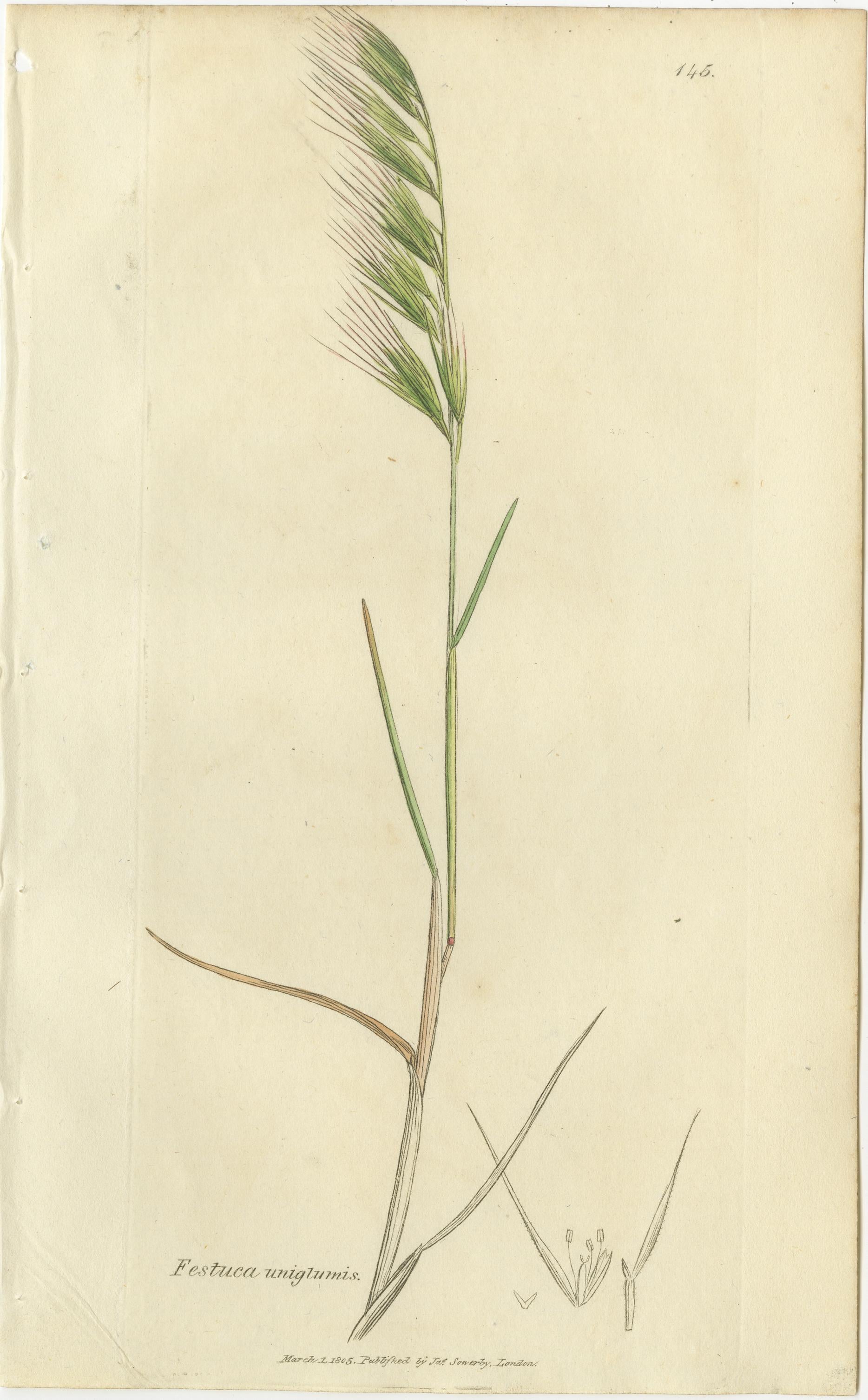 Satz von 8 antiken botanischen Stichen von Festuca & Brome Gräsern, um 1830

Dieser wunderschöne, einheitliche Satz von acht botanischen Stichen aus dem frühen 19. Jahrhundert zeigt mehrere schöne Arten von Festuca (Schwingel) und Bromus (Brome),