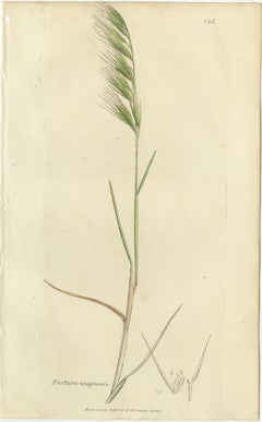 Set di 8 antiche incisioni botaniche di erbe Festuca e Brome, 1830 ca.