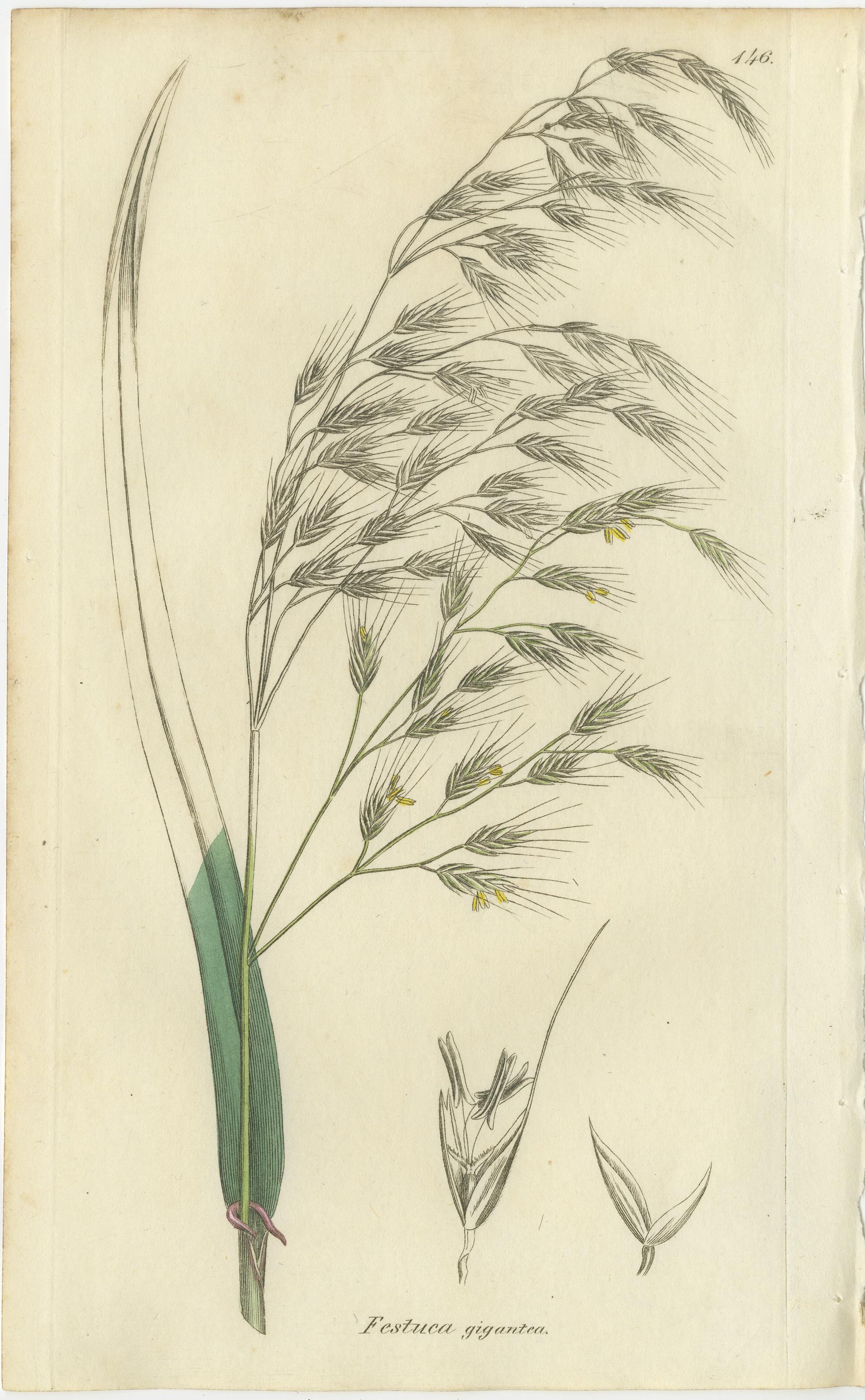 Satz von 8 antiken botanischen Stichen von Festuca & Brome Gräsern, um 1830 (Britisch) im Angebot