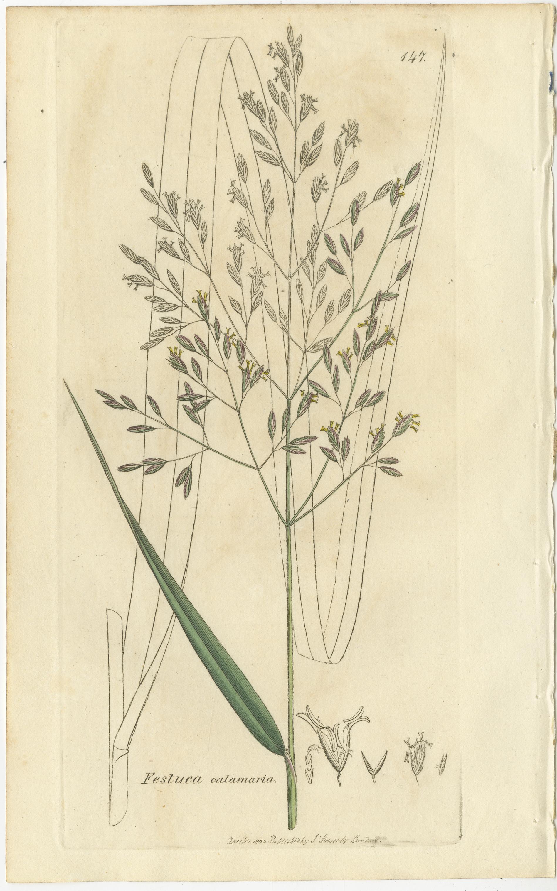 Satz von 8 antiken botanischen Stichen von Festuca & Brome Gräsern, um 1830 (Graviert) im Angebot