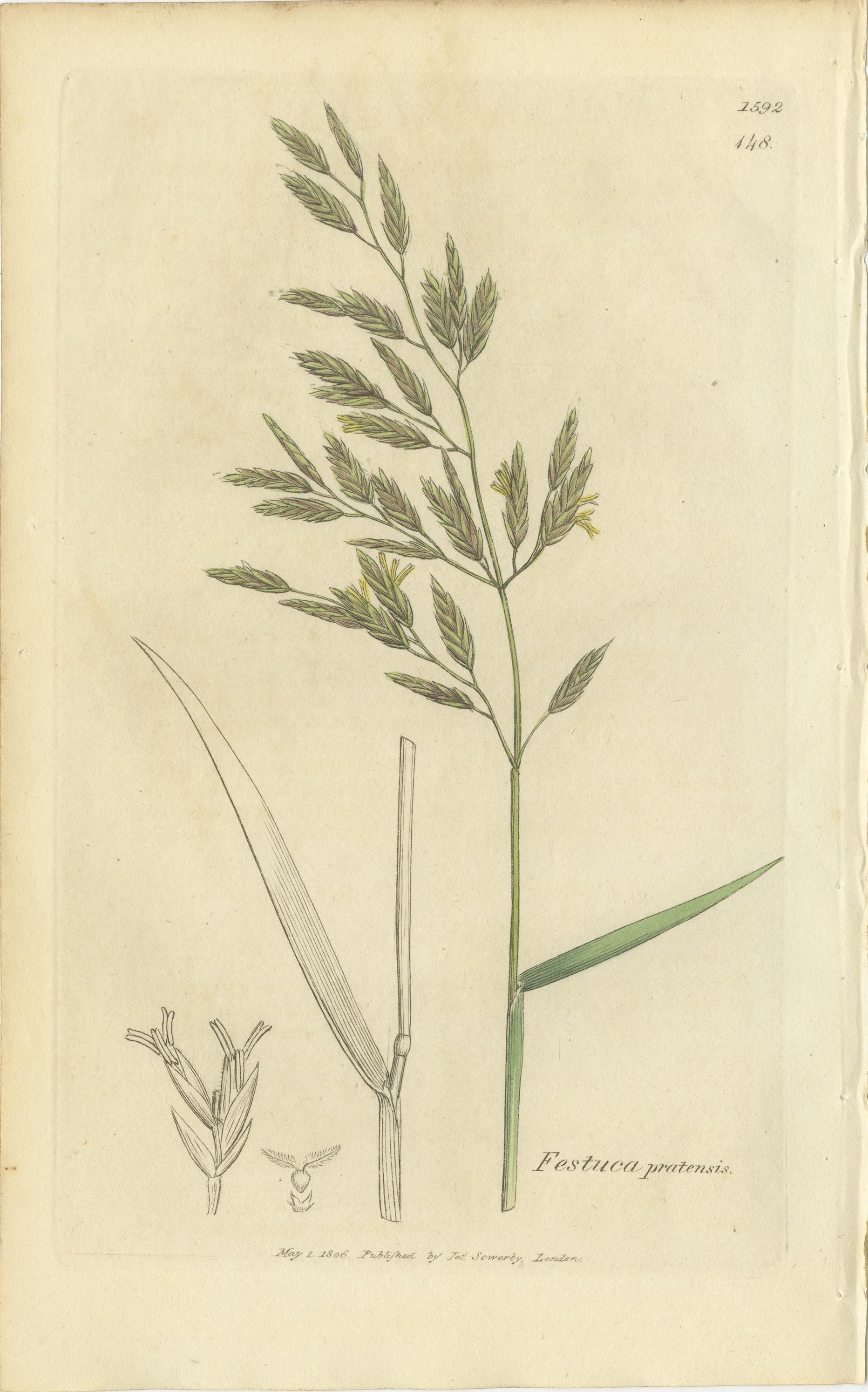 Satz von 8 antiken botanischen Stichen von Festuca & Brome Gräsern, um 1830 im Zustand „Gut“ im Angebot in Langweer, NL
