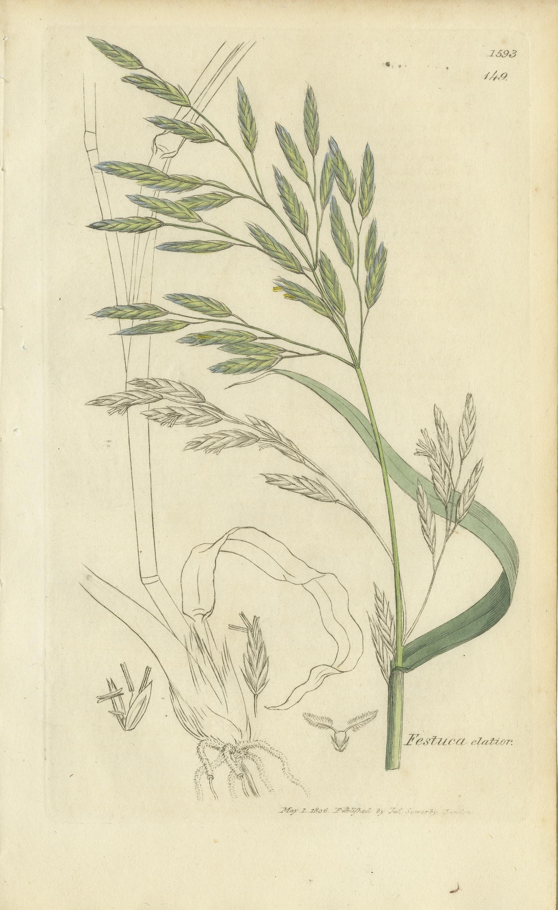 Satz von 8 antiken botanischen Stichen von Festuca & Brome Gräsern, um 1830 (Mittleres 19. Jahrhundert) im Angebot