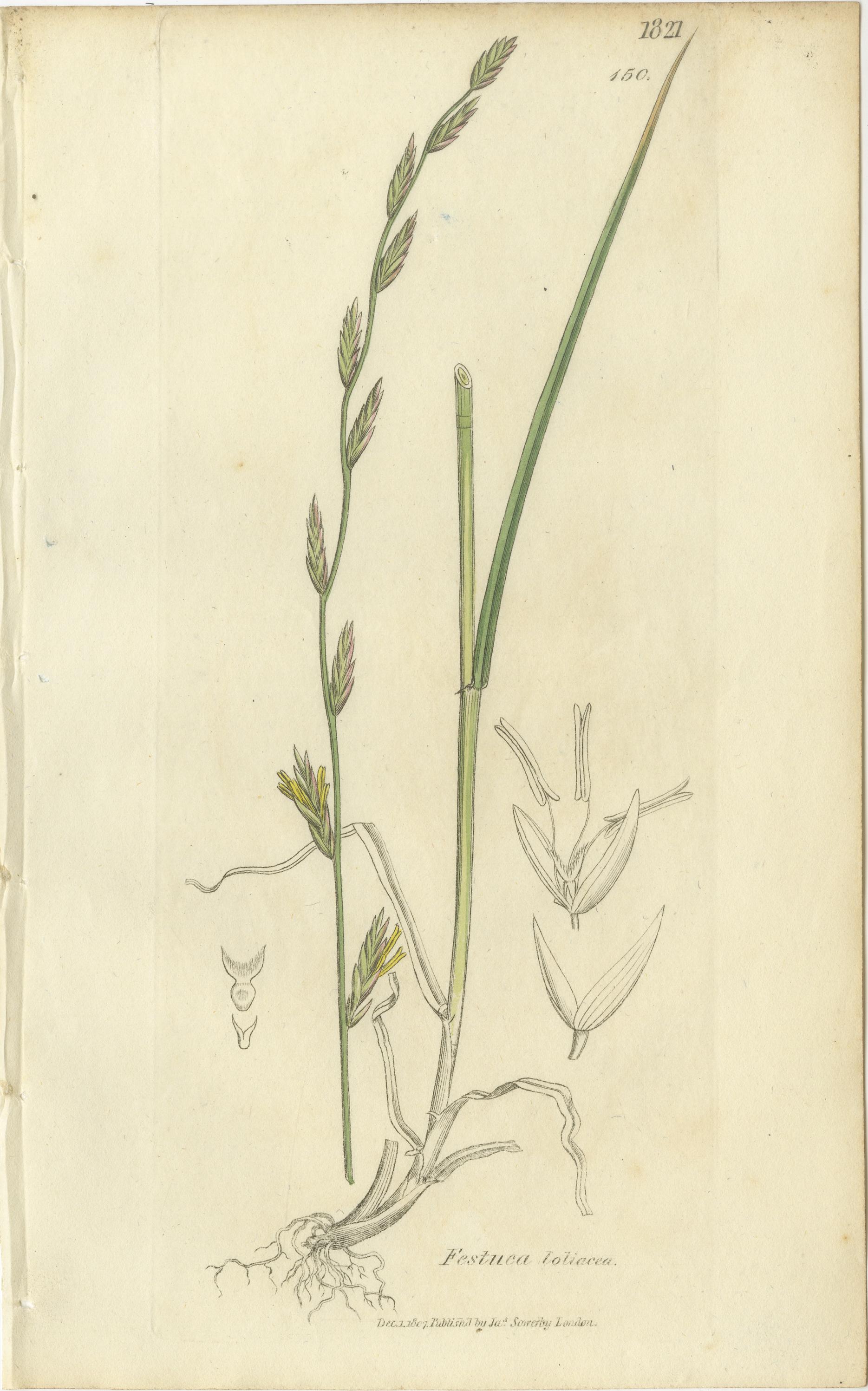 Satz von 8 antiken botanischen Stichen von Festuca & Brome Gräsern, um 1830 (Papier) im Angebot
