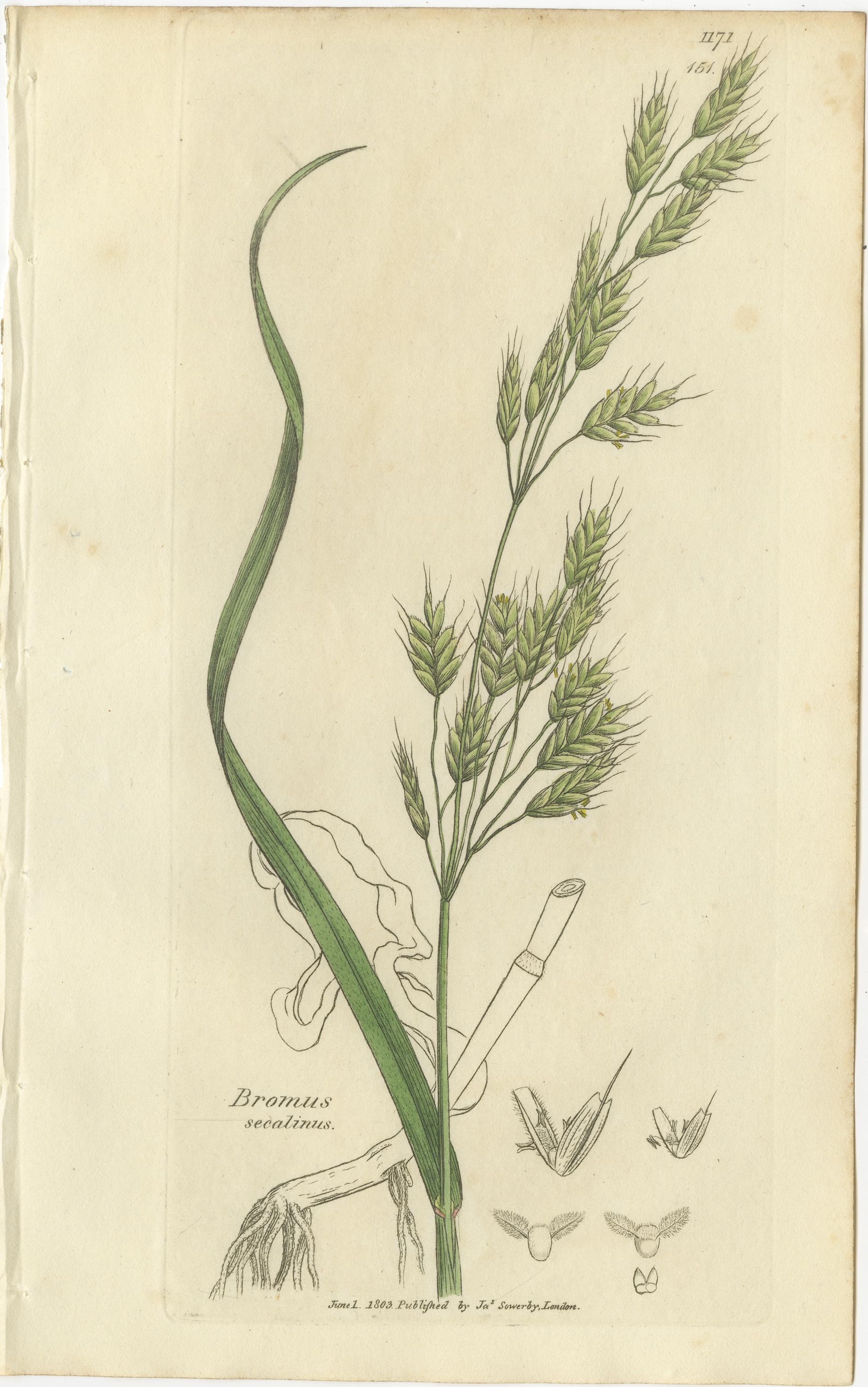Satz von 8 antiken botanischen Stichen von Festuca & Brome Gräsern, um 1830 im Angebot 1