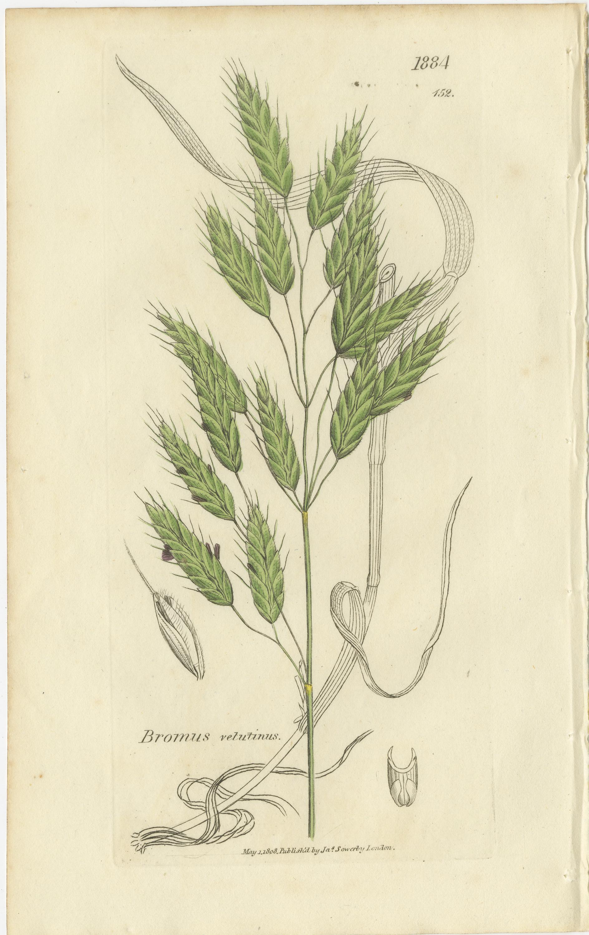 Satz von 8 antiken botanischen Stichen von Festuca & Brome Gräsern, um 1830 im Angebot 2