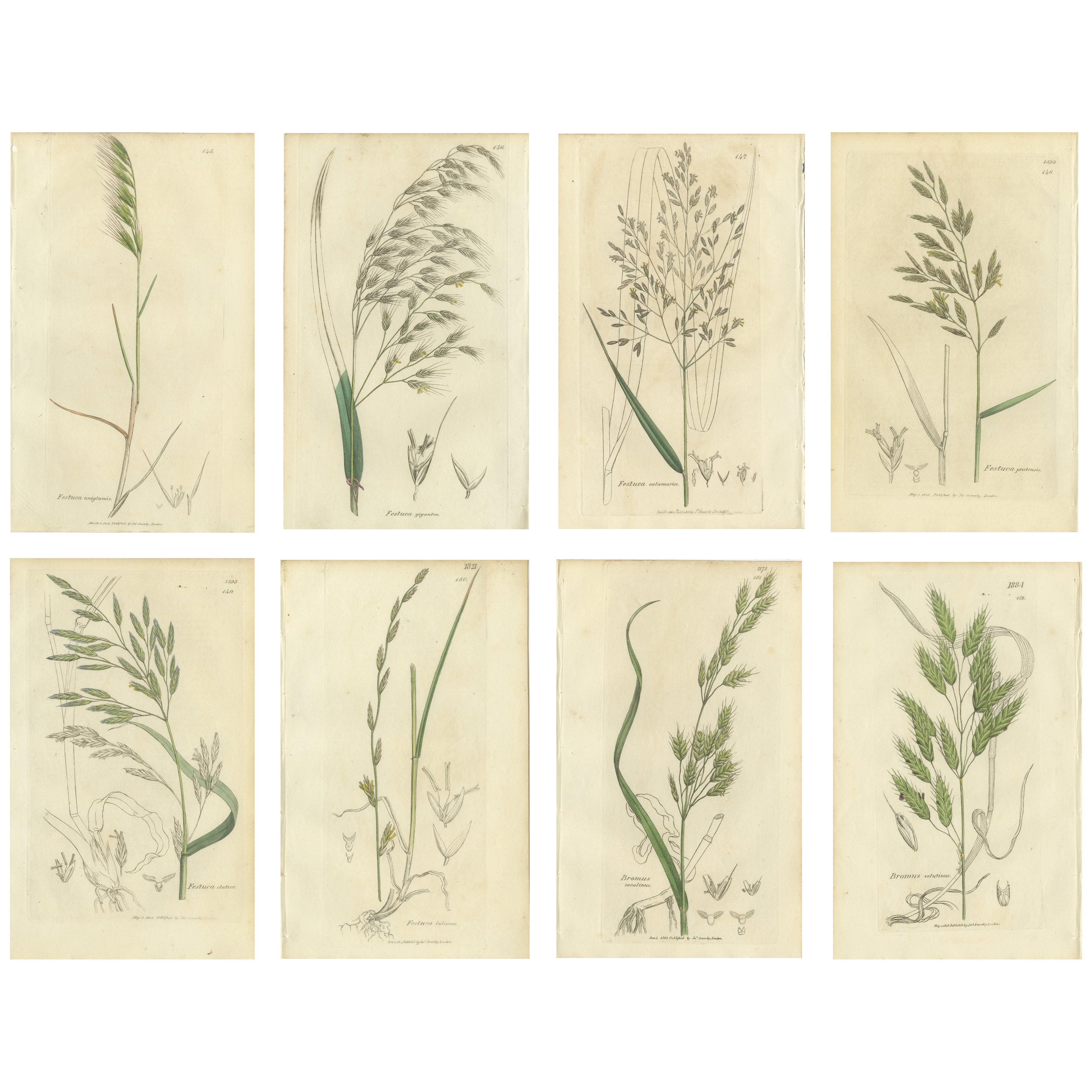 Satz von 8 antiken botanischen Stichen von Festuca
Brome Gräsern, um 1830