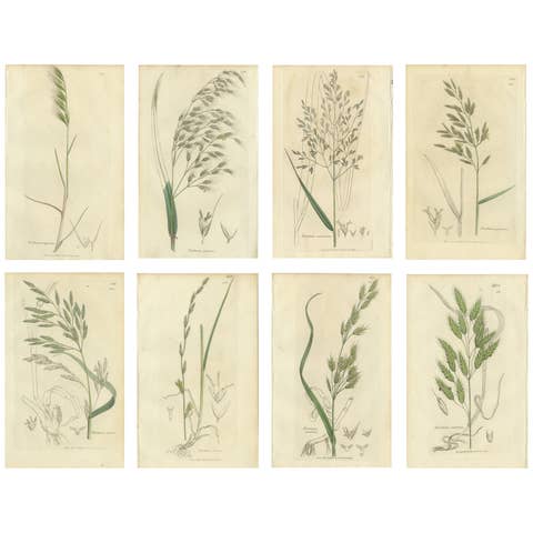 Set of 8 Antique Botanical Engravings of Festuca & Brome Grasses, c.1830