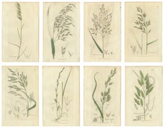 Set of 8 Antique Botanical Engravings of Festuca & Brome Grasses, c.1830