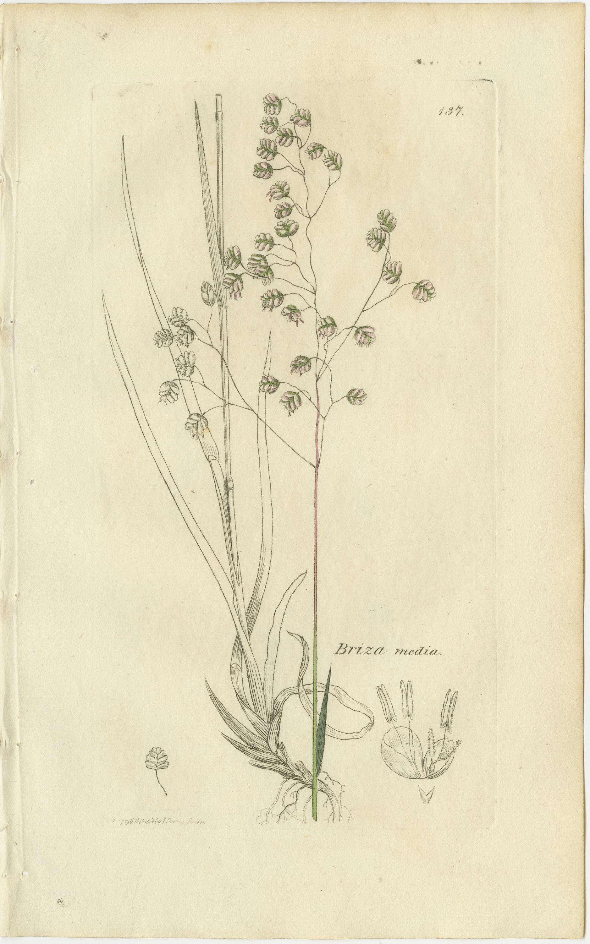 Ensemble de 8 gravures botaniques anciennes d'herbes de prairies et de pâturages, c.1830.

Cet élégant groupe de huit gravures botaniques du début du XIXe siècle présente une sélection variée d'herbes de prairies, de pâturages et de marais, chacune