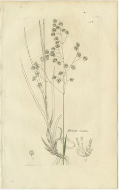 Set of 8 Antique Botanical Engravings of Meadow & Pasture Grasses, c.1830