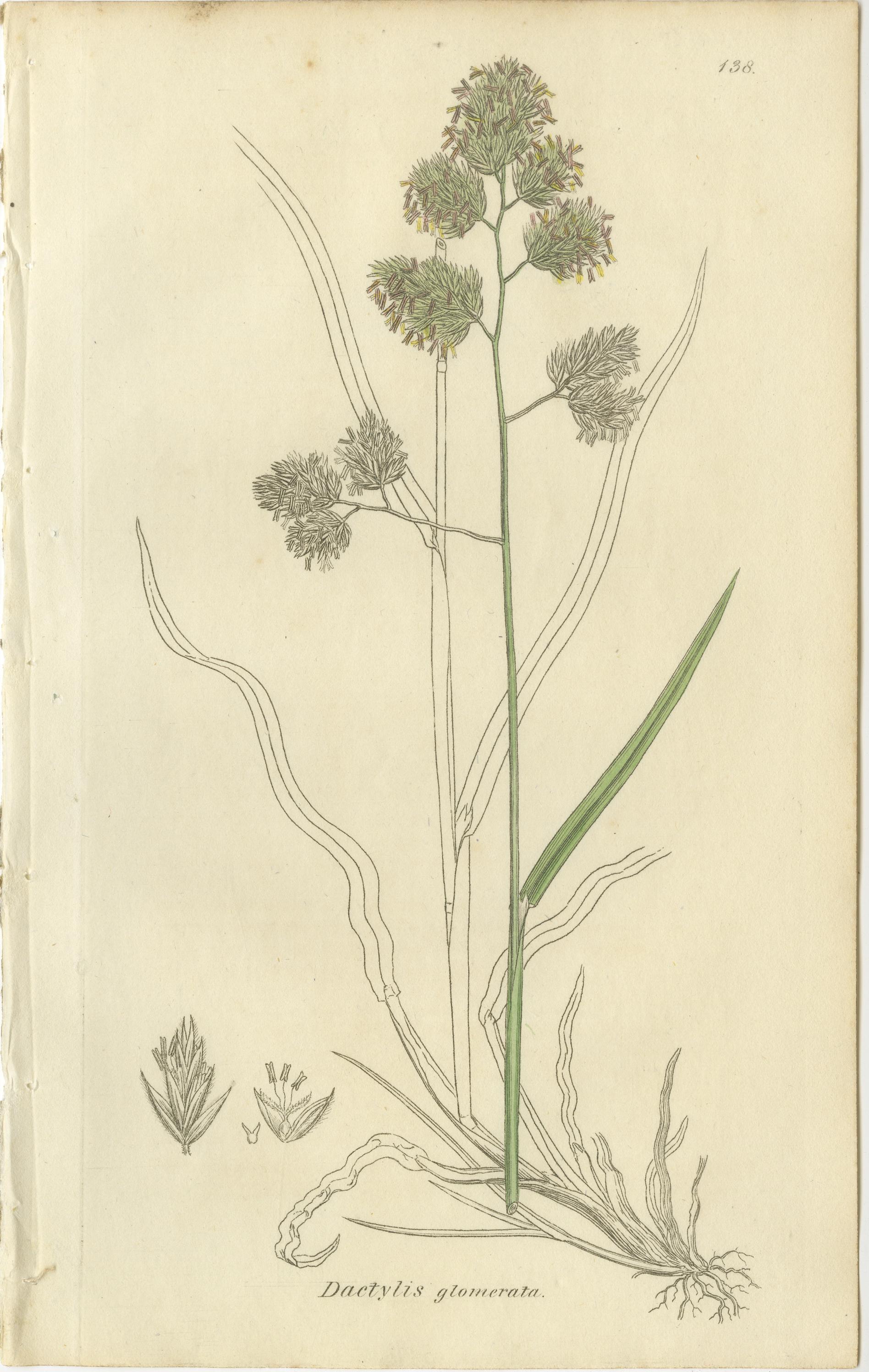 Britannique Ensemble de 8 gravures botaniques anciennes d'herbes de prairies et de pâturages, c.1830. en vente