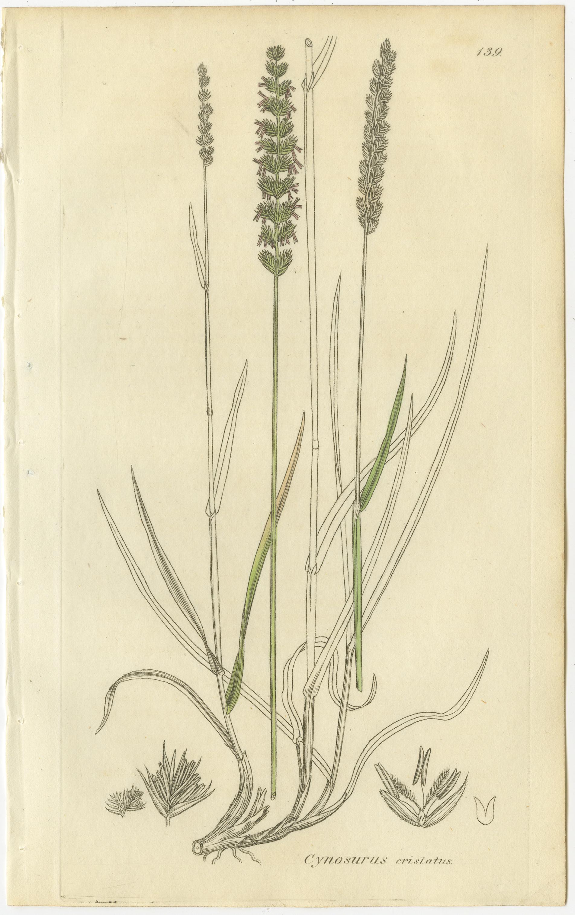 Gravé Ensemble de 8 gravures botaniques anciennes d'herbes de prairies et de pâturages, c.1830. en vente