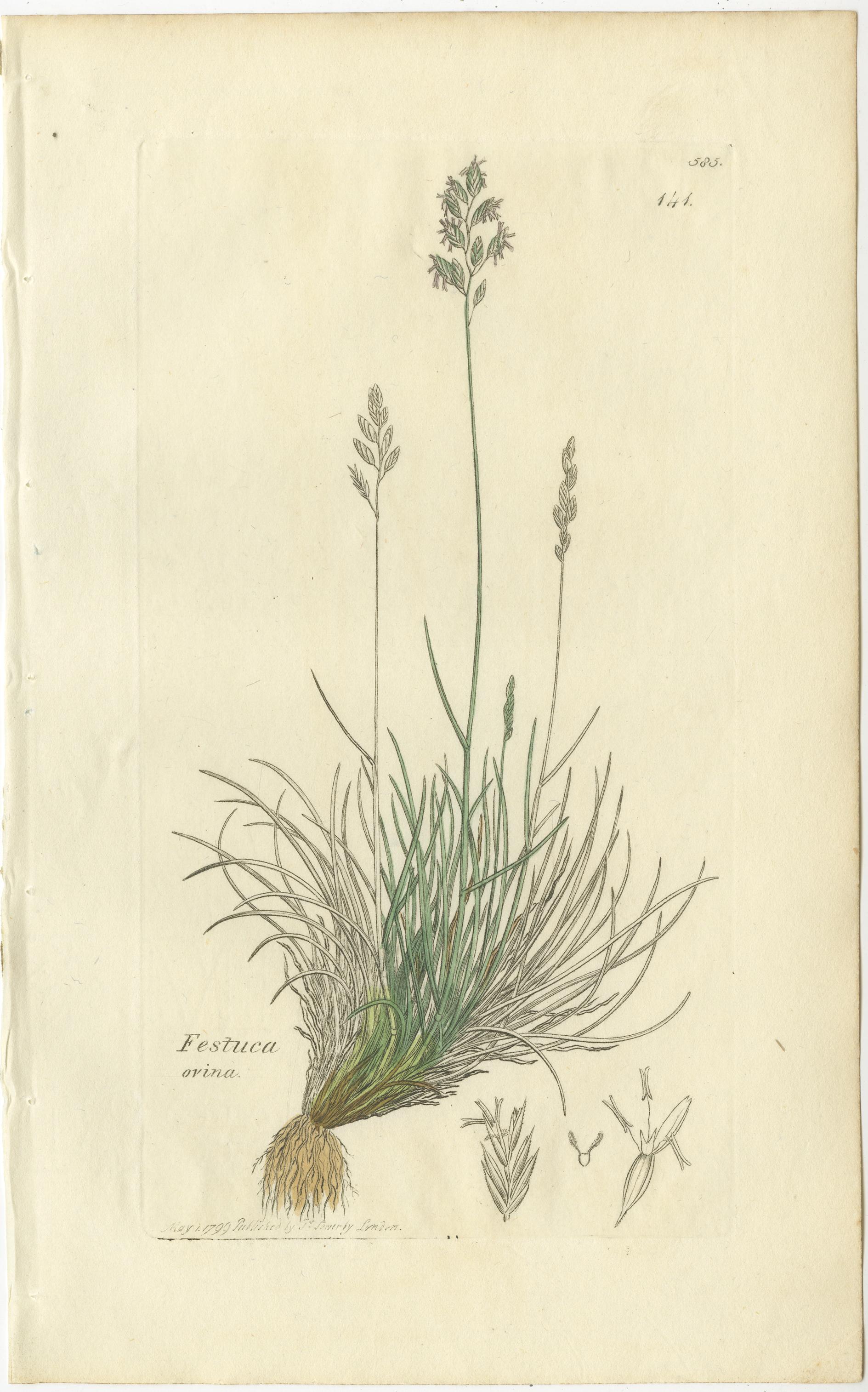Milieu du XIXe siècle Ensemble de 8 gravures botaniques anciennes d'herbes de prairies et de pâturages, c.1830. en vente