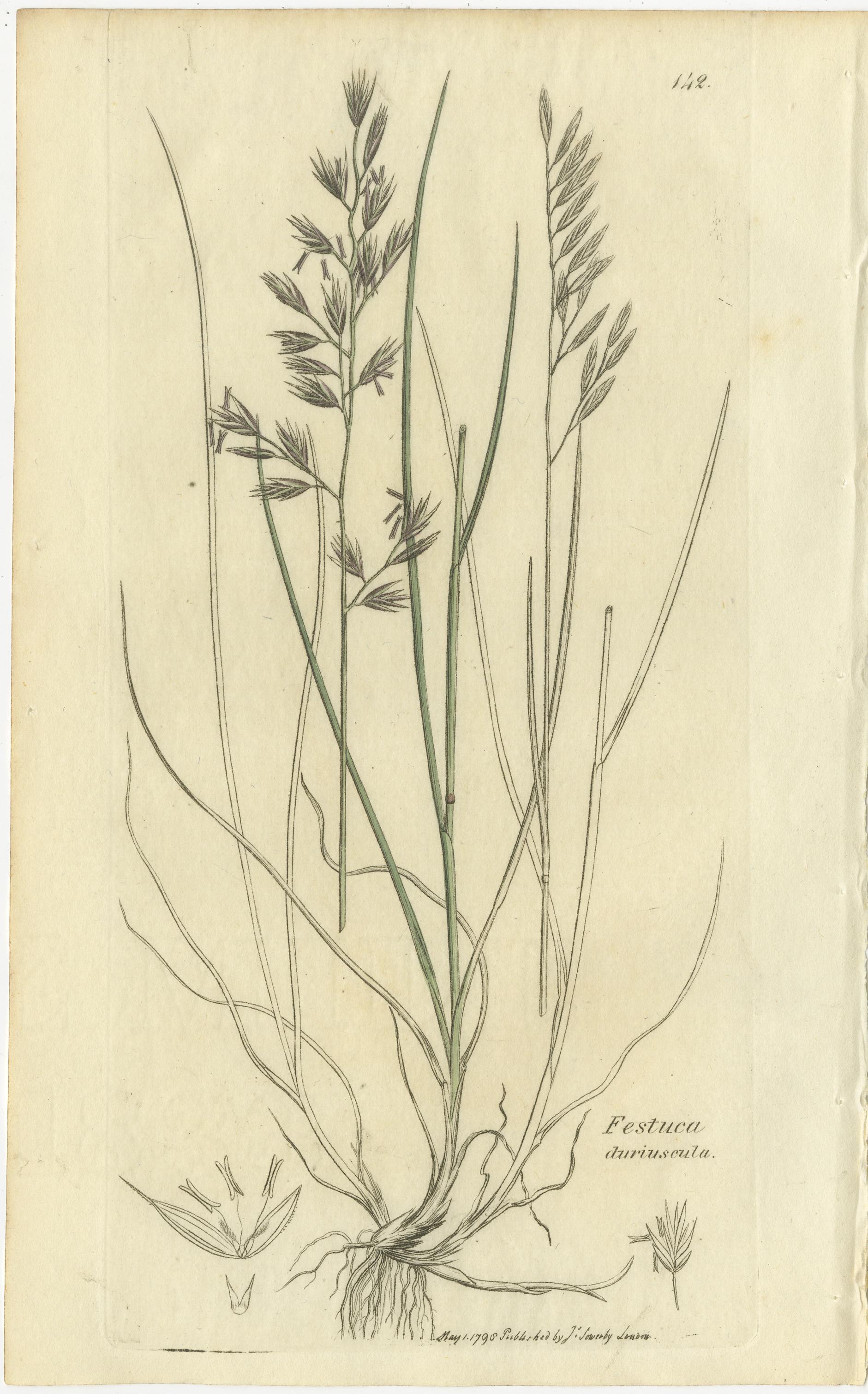 Papier Ensemble de 8 gravures botaniques anciennes d'herbes de prairies et de pâturages, c.1830. en vente