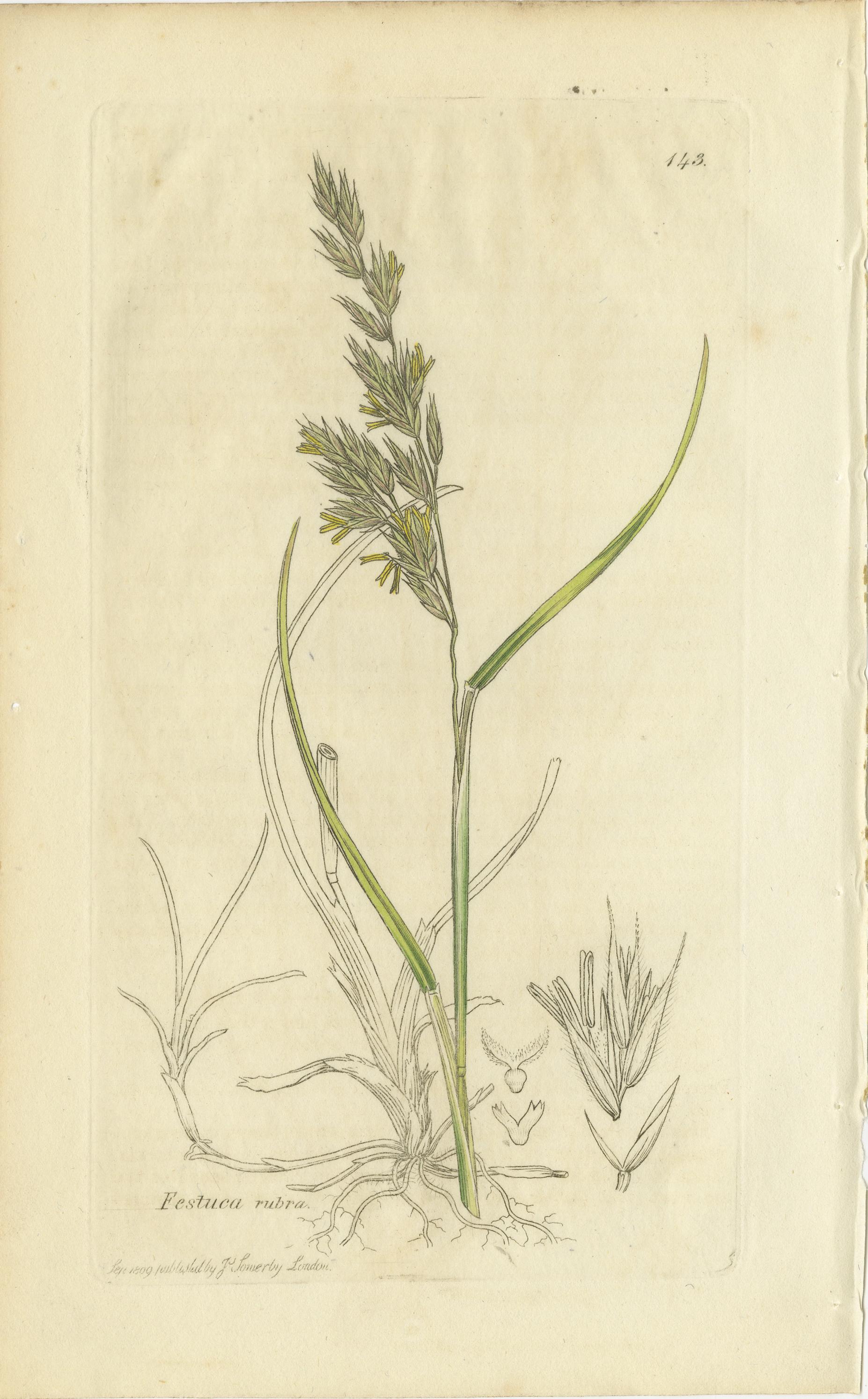 Ensemble de 8 gravures botaniques anciennes d'herbes de prairies et de pâturages, c.1830. en vente 1