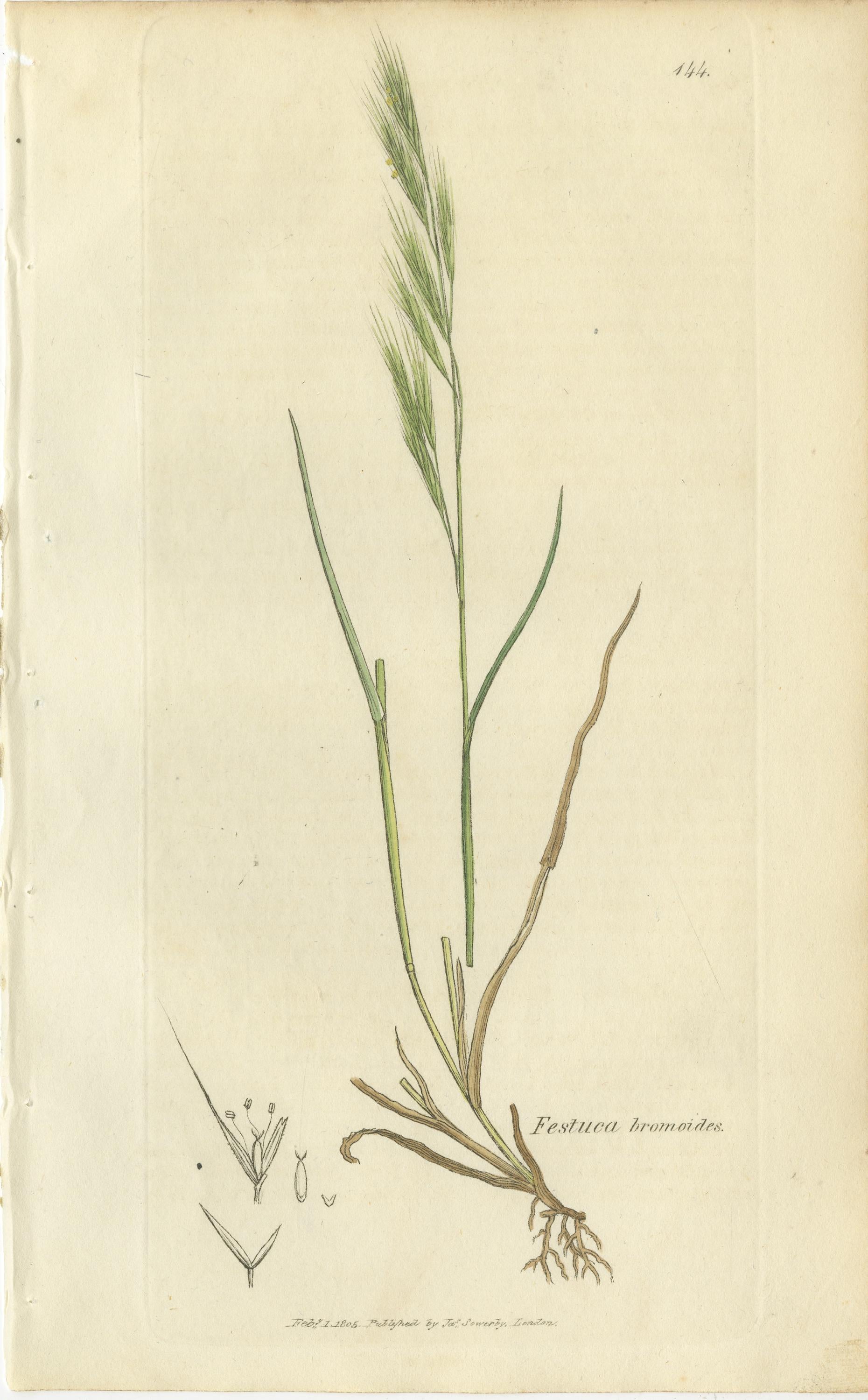 Ensemble de 8 gravures botaniques anciennes d'herbes de prairies et de pâturages, c.1830. en vente 2