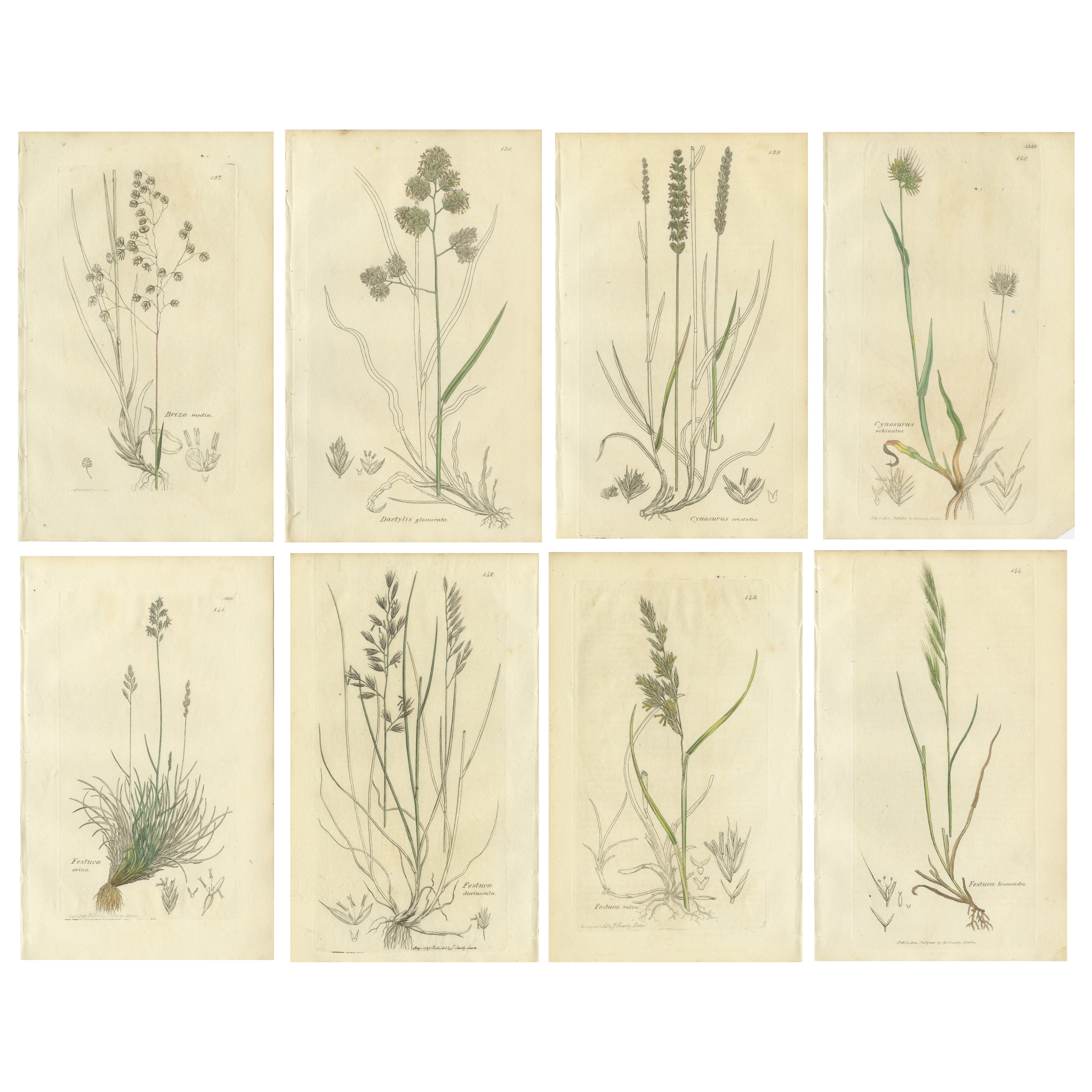 Ensemble de 8 gravures botaniques anciennes d
herbes de prairies et de pâturages, c.1830.