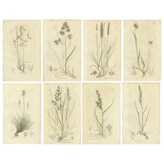 Conjunto de 8 Grabados Botánicos Antiguos de Praderas y Pastos, c.1830