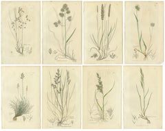 Set of 8 Antique Botanical Engravings of Meadow & Pasture Grasses, c.1830