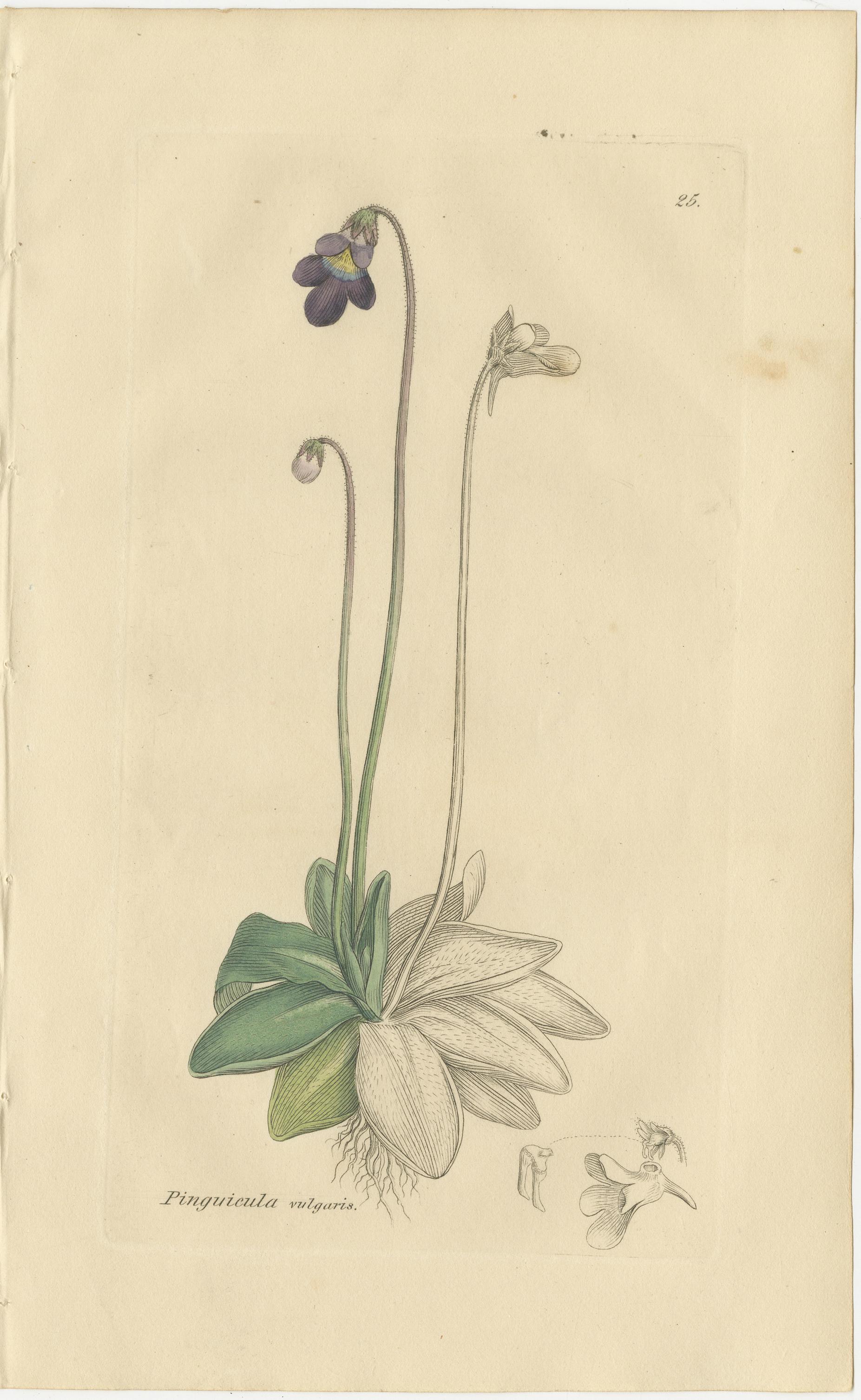 Satz von 8 antiken botanischen Kupferstichen von Pinguicula, Utricularia & Salvia, um 1830

Dieser Satz von acht antiken botanischen Stichen präsentiert eine wunderbar ausgewogene Auswahl britischer Wildpflanzen aus dem frühen 19. Jahrhundert, mit